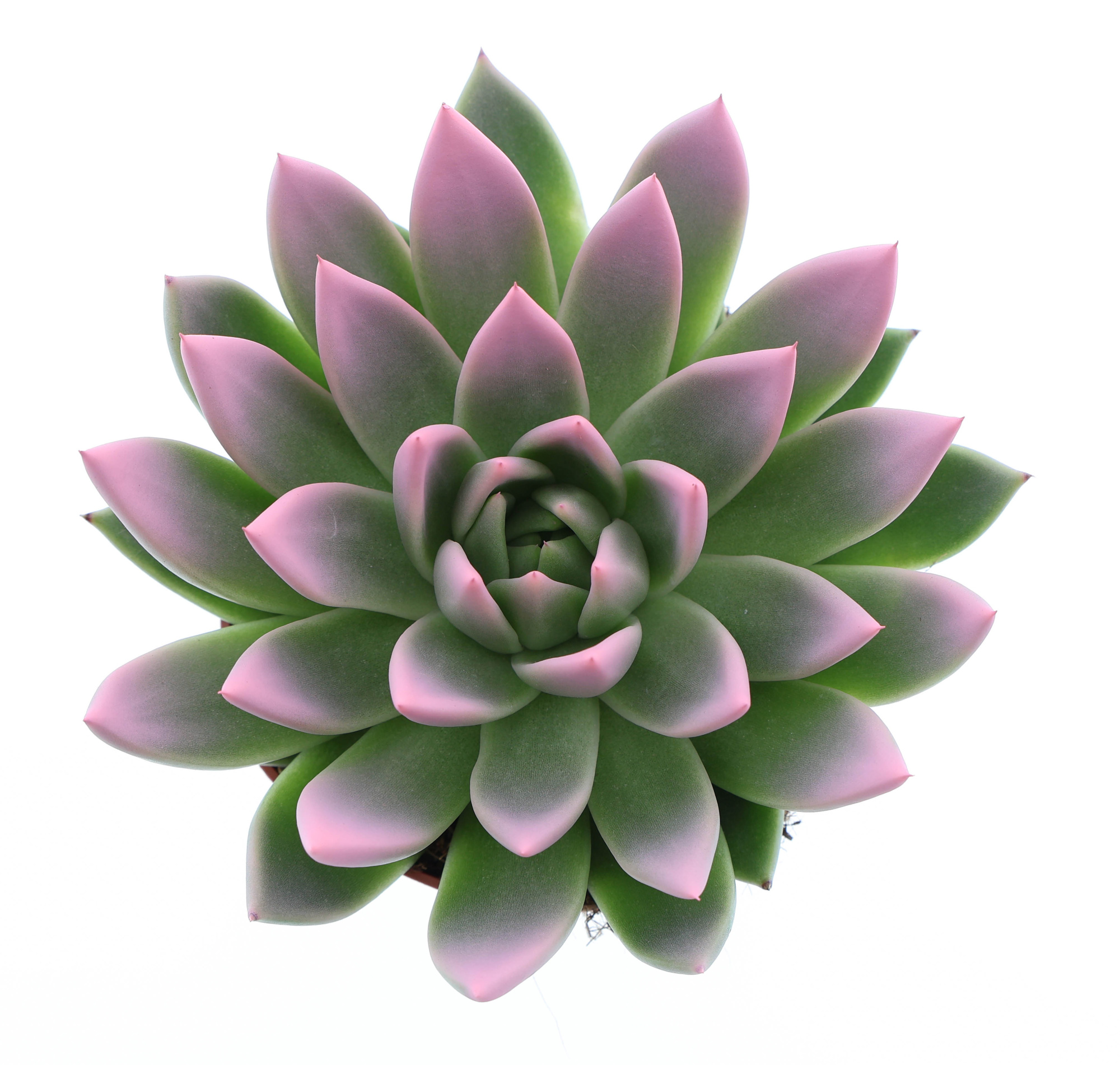 Miranda tips rose, D 12 cm