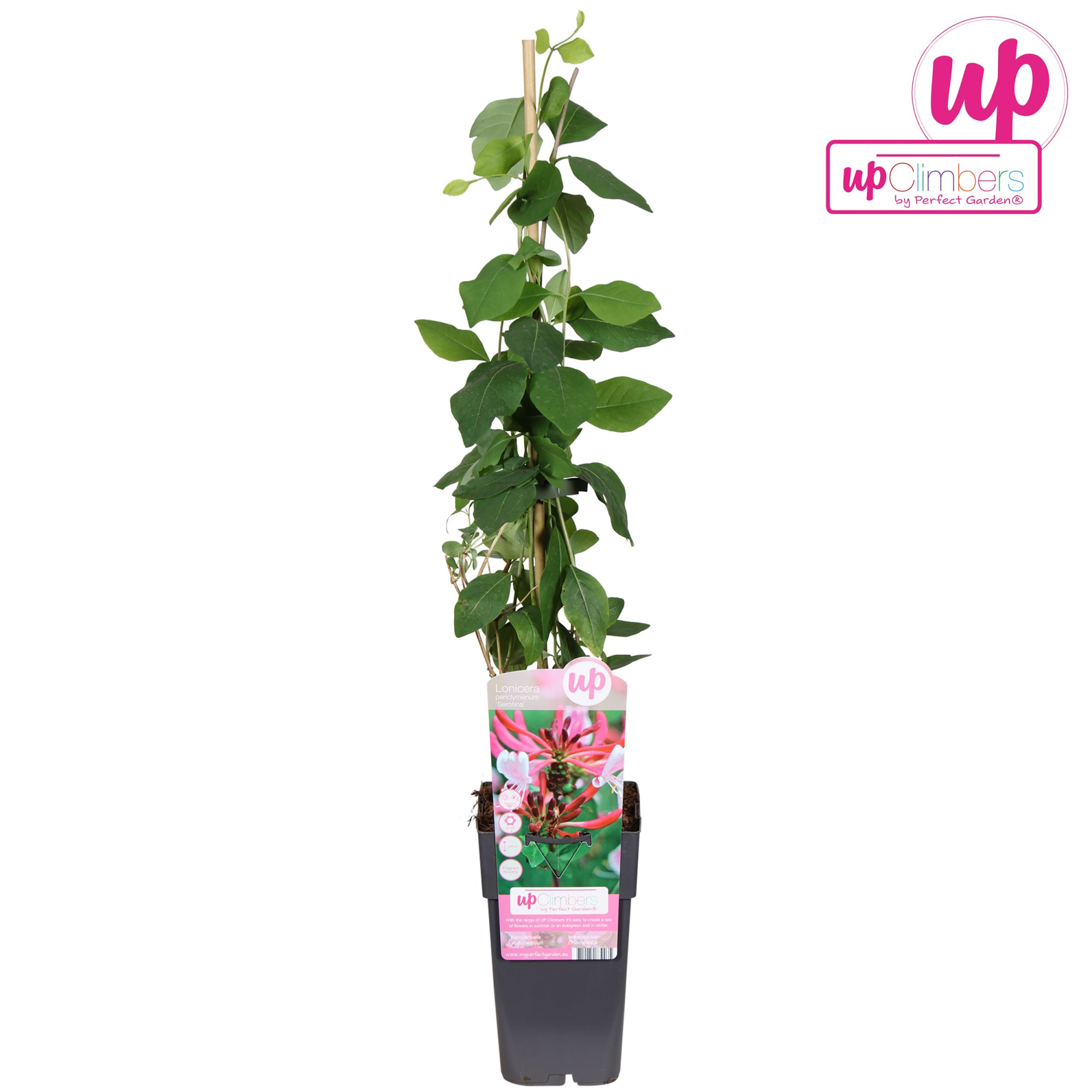 Lonicera periclymenum Serotina P15, D 15 cm