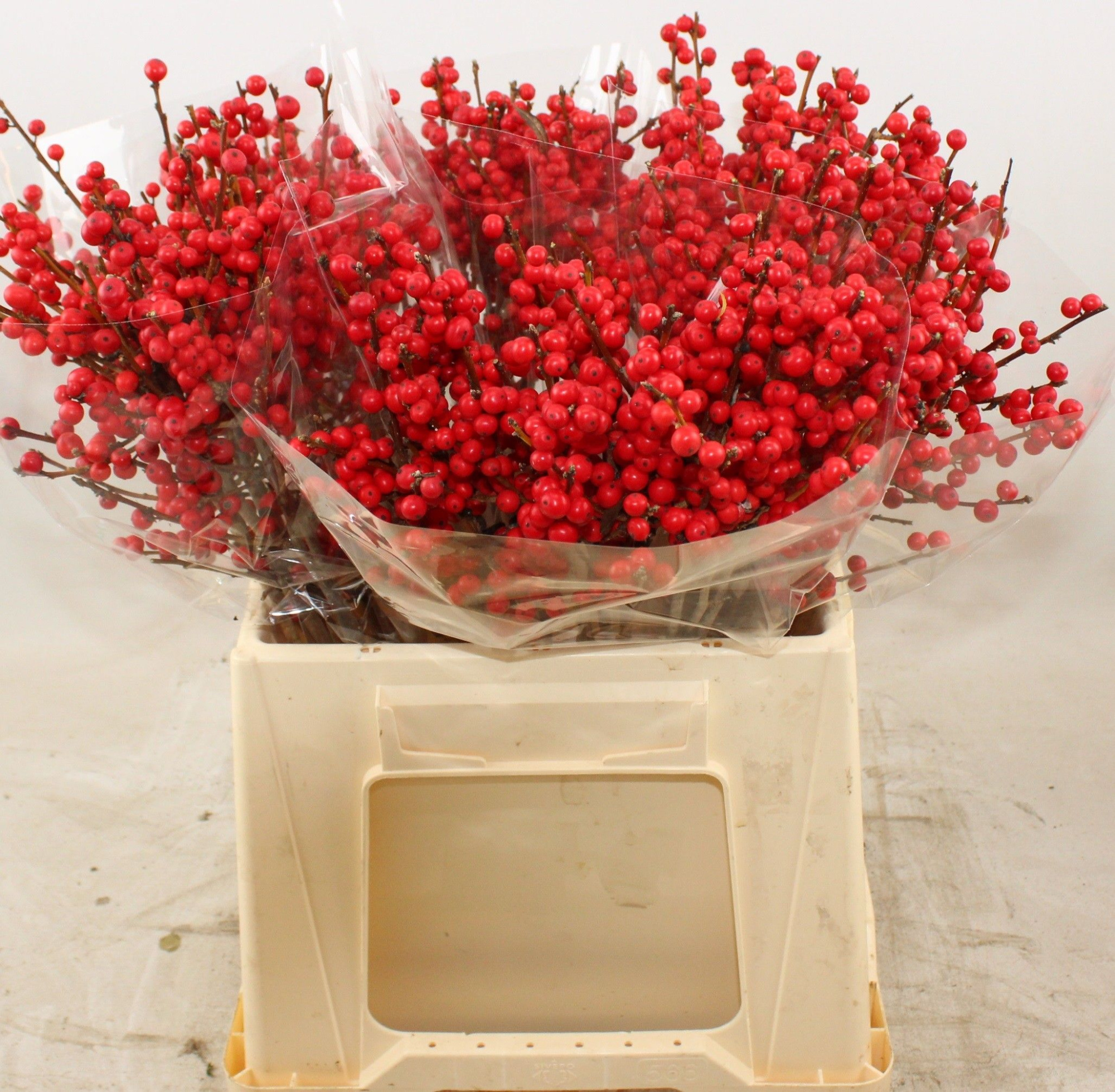 Илекс Красные ягоды 40, шт.