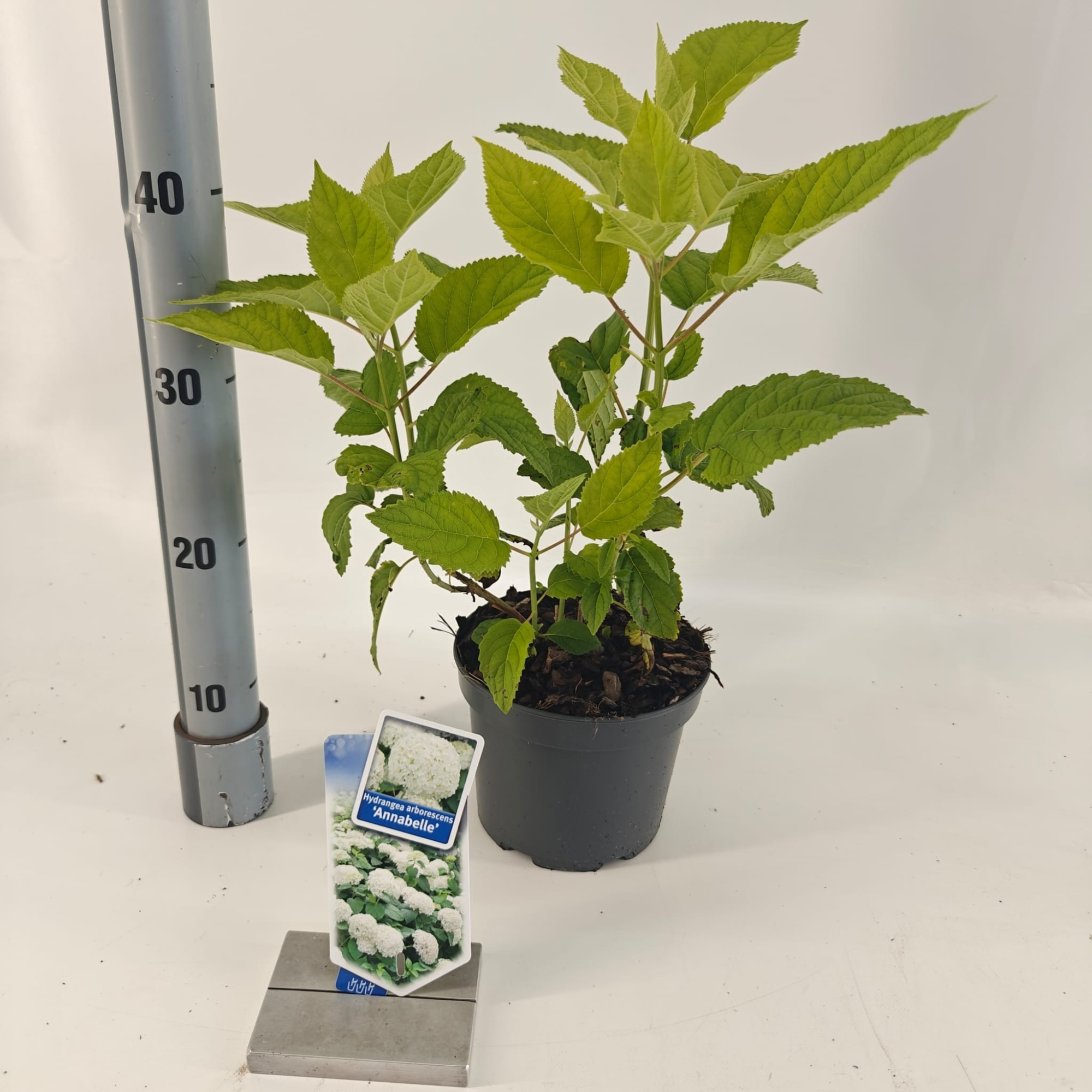 Hydrangea arb. ‘Annabelle’, D 17 cm