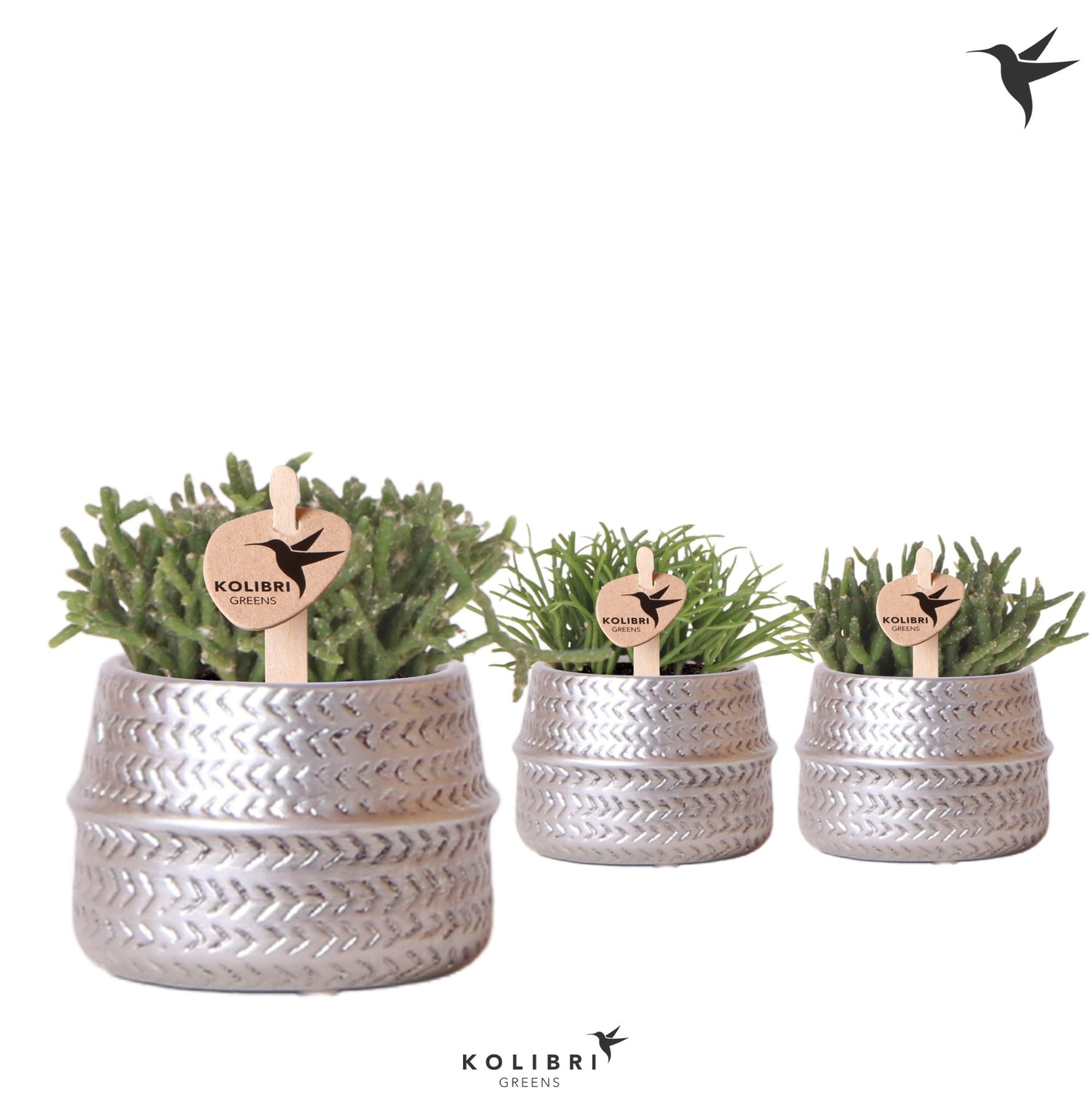 Kolibri Greens Rhipsalis mix in Groove pot silver, D 6 cm