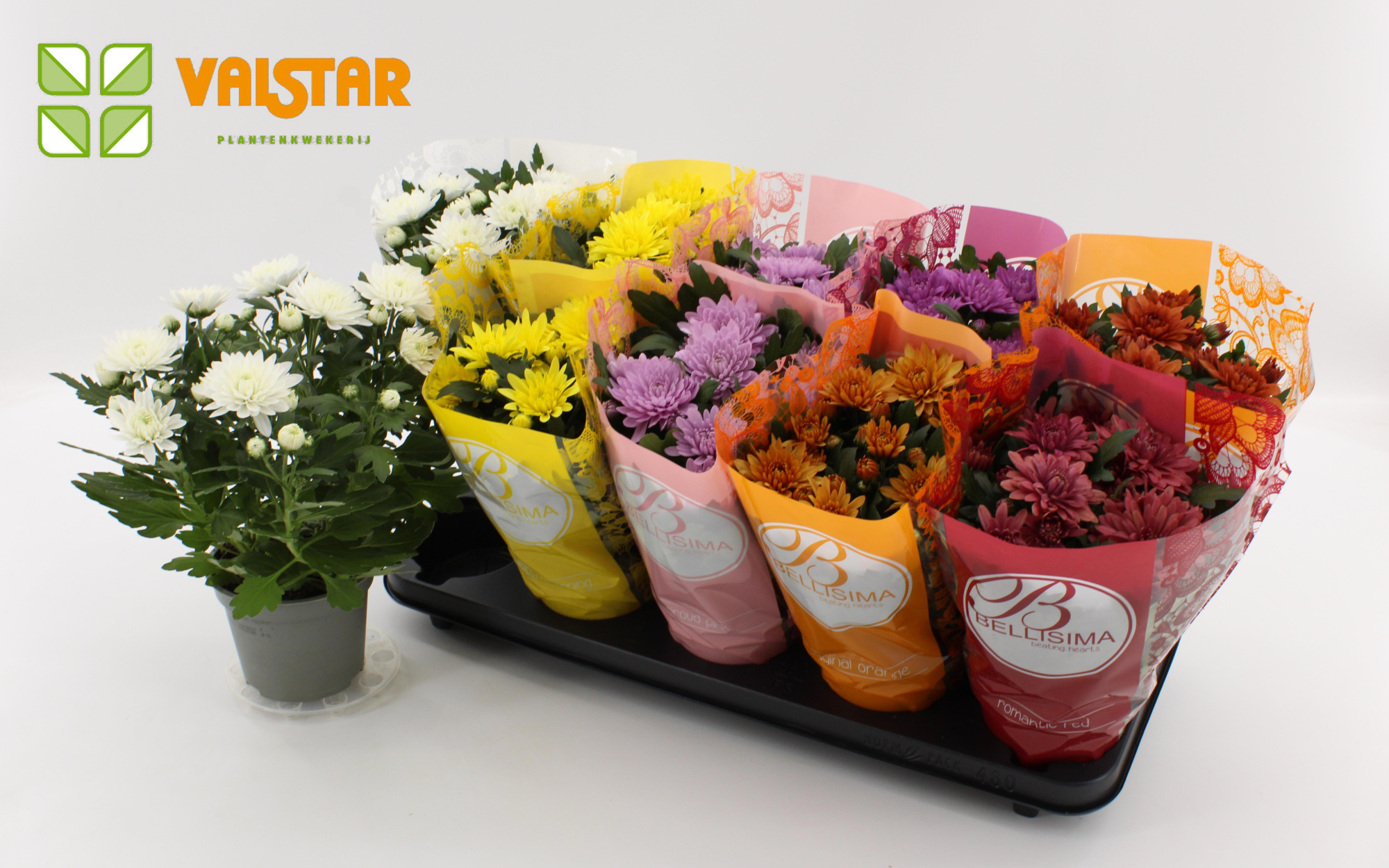 Chrysanthemum, 12 cm Dubbelbloemig Bellsima Ton Sur Ton Mix, D 12