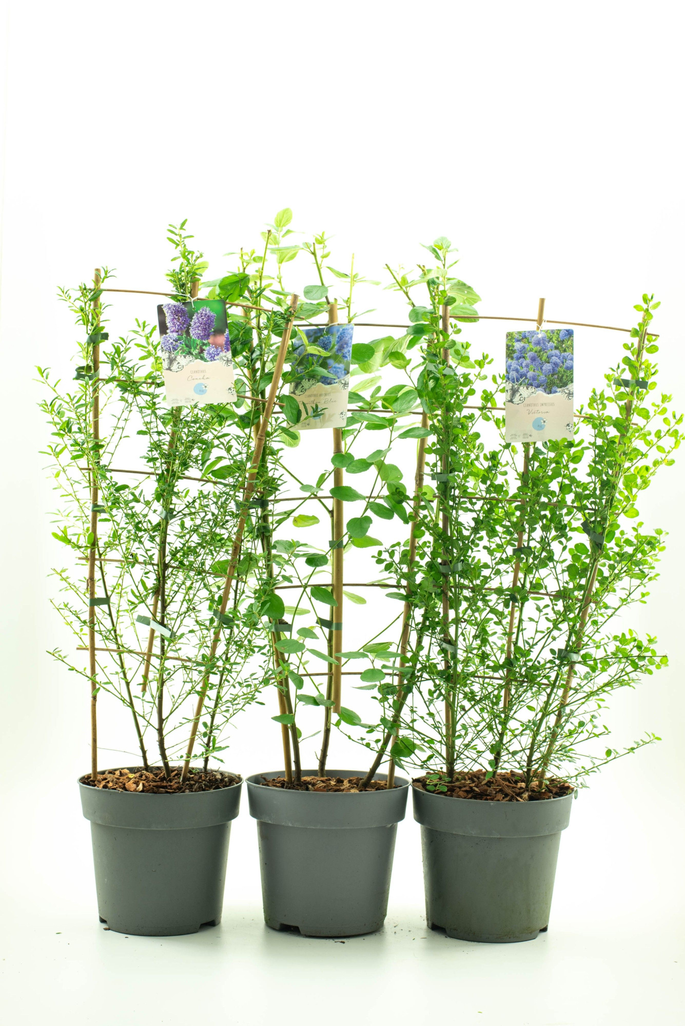Ceanothus mix C7 REK, D 26