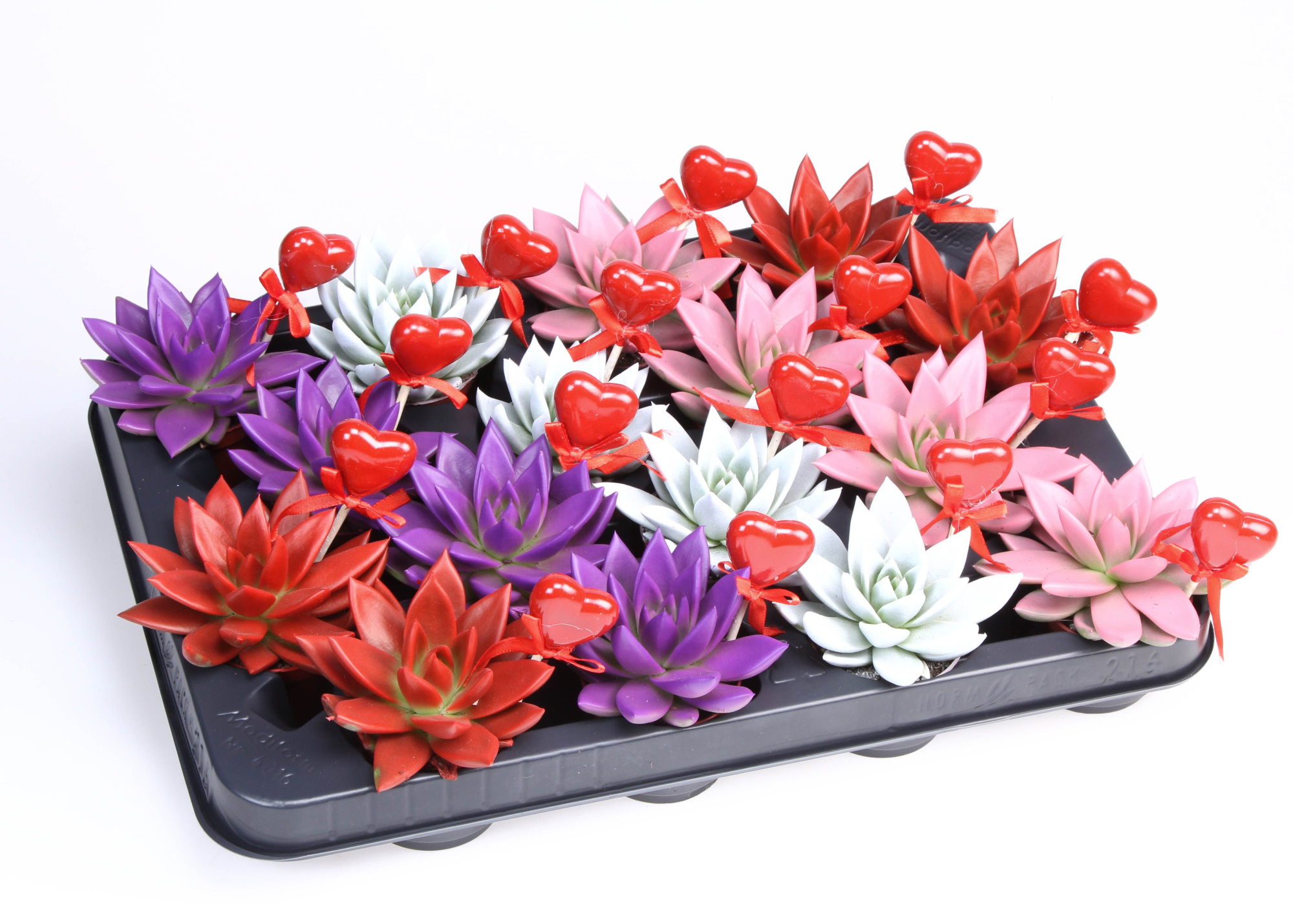 Miranda rainbow+hartje, D 6 cm