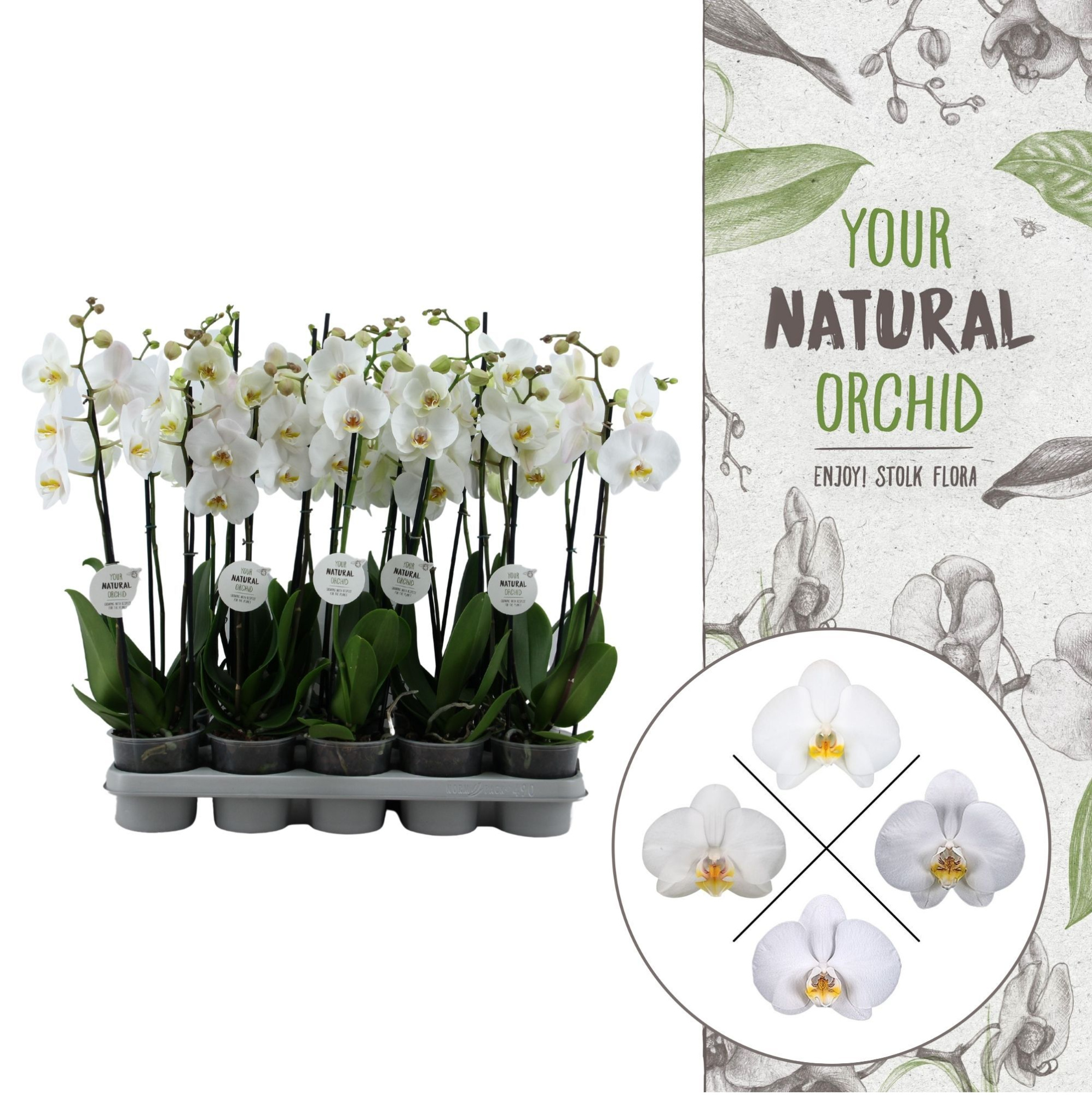 Your Natural Orchid | White 60cm | Phalaenopsis 2 spike, D 12 cm