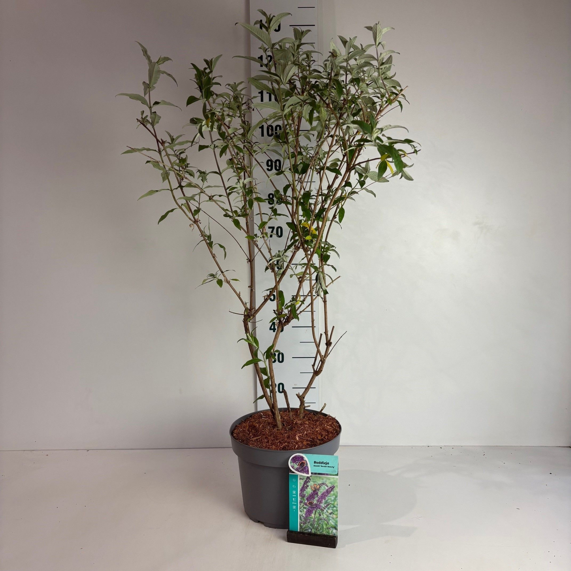 Buddleja davidii Border Beauty, D 29