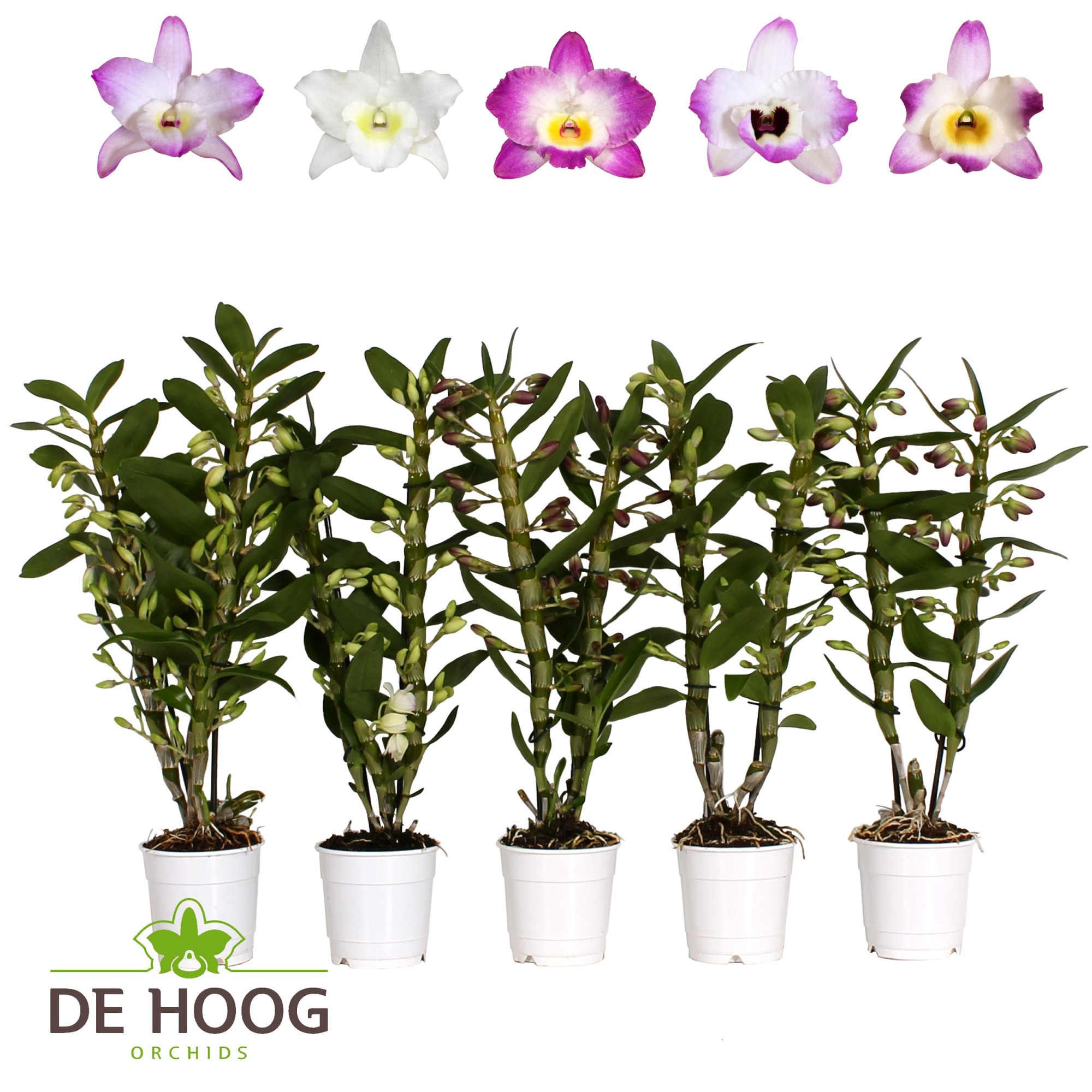 Dendrobium Nobile Mix 2 stam 10+ tros De Hoog, D 12