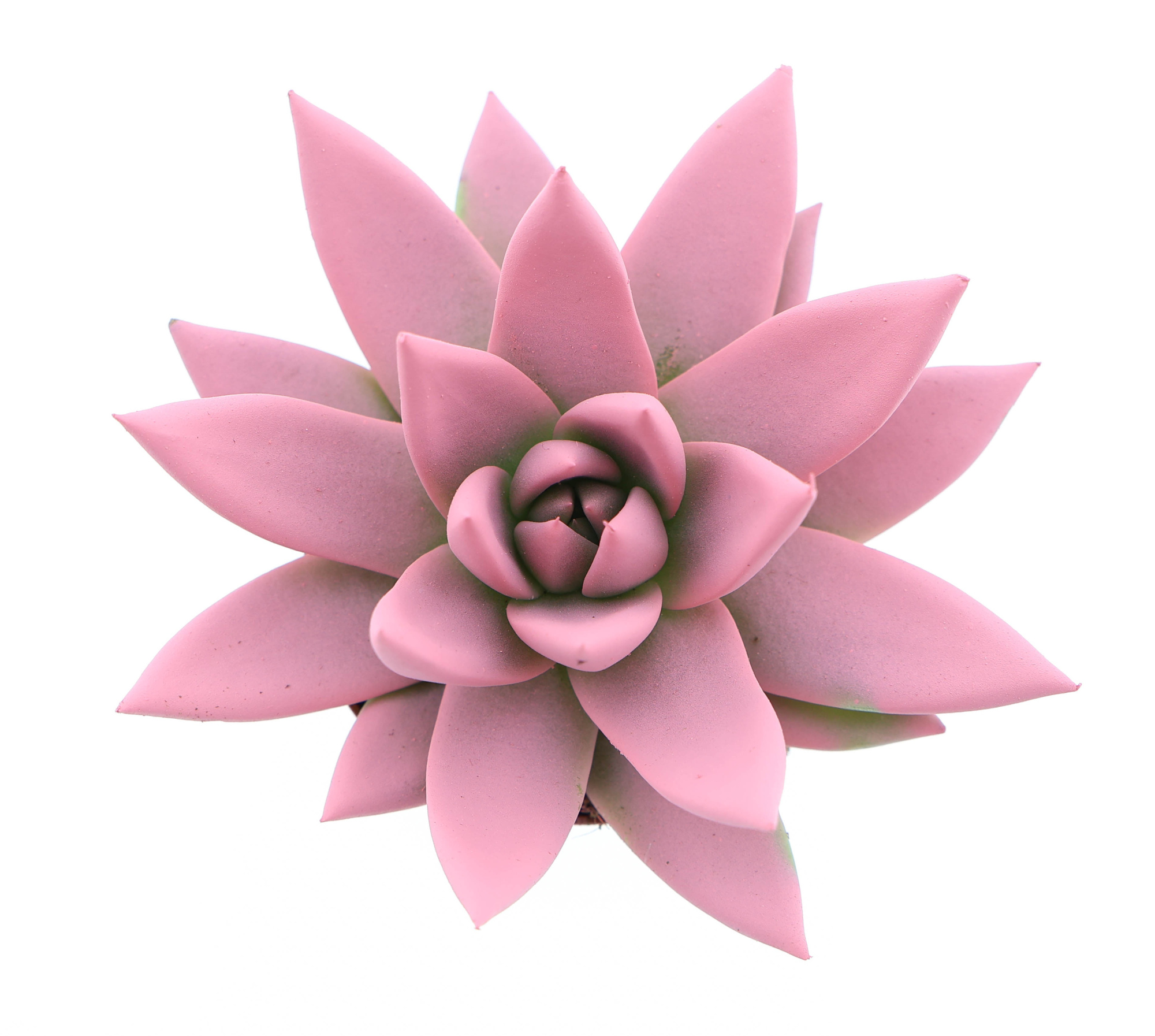 Rainbow rose, D 6 cm