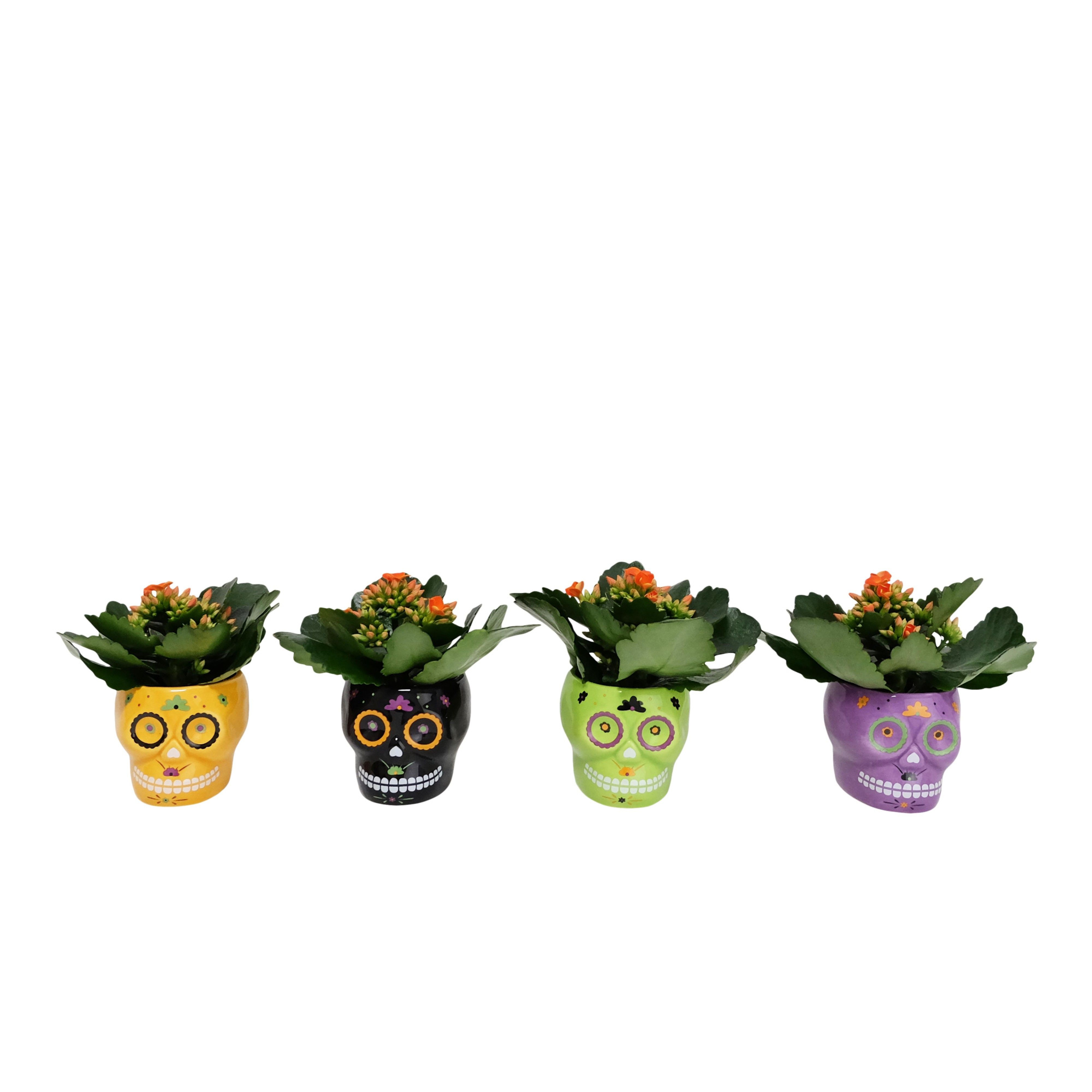 Calavera with Kalanchoe, D 6 cm