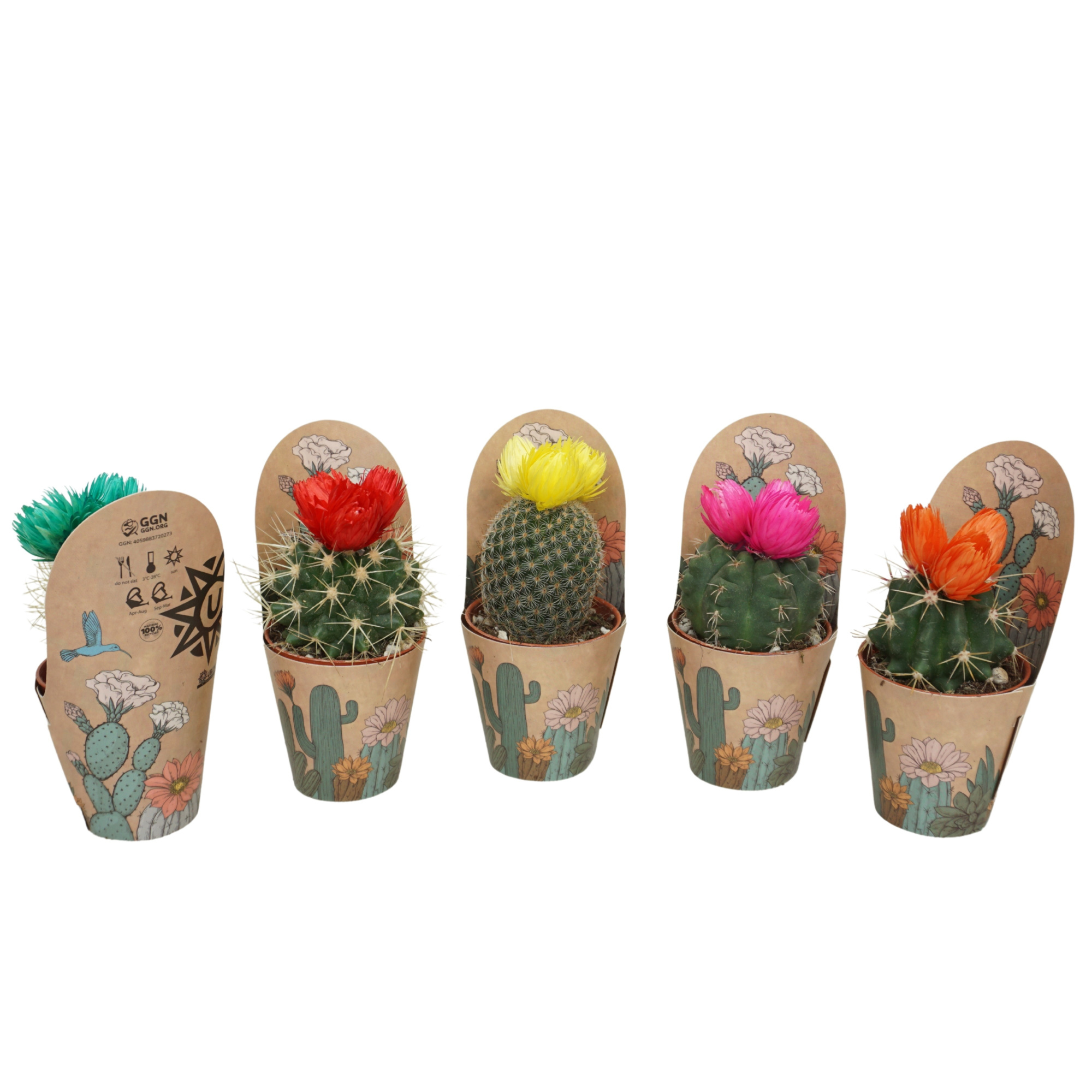 Cactus 5,5 cm met 3 plakbloemen in Ubink potcover, D 5,5