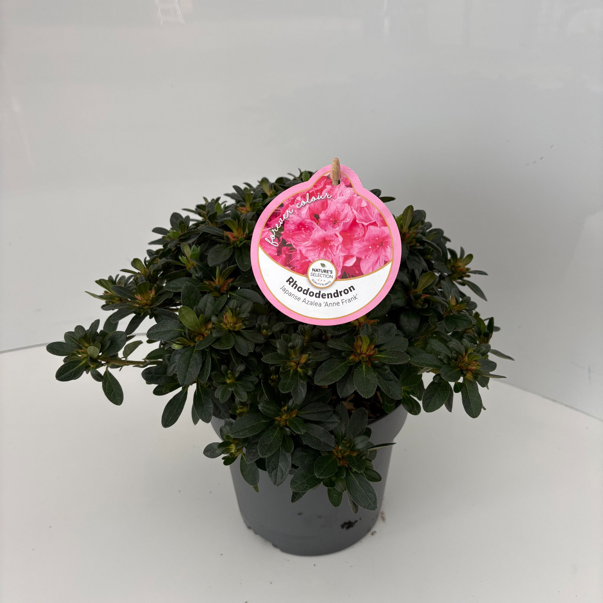 Rhododendron 'Anne Frank', D 17 cm