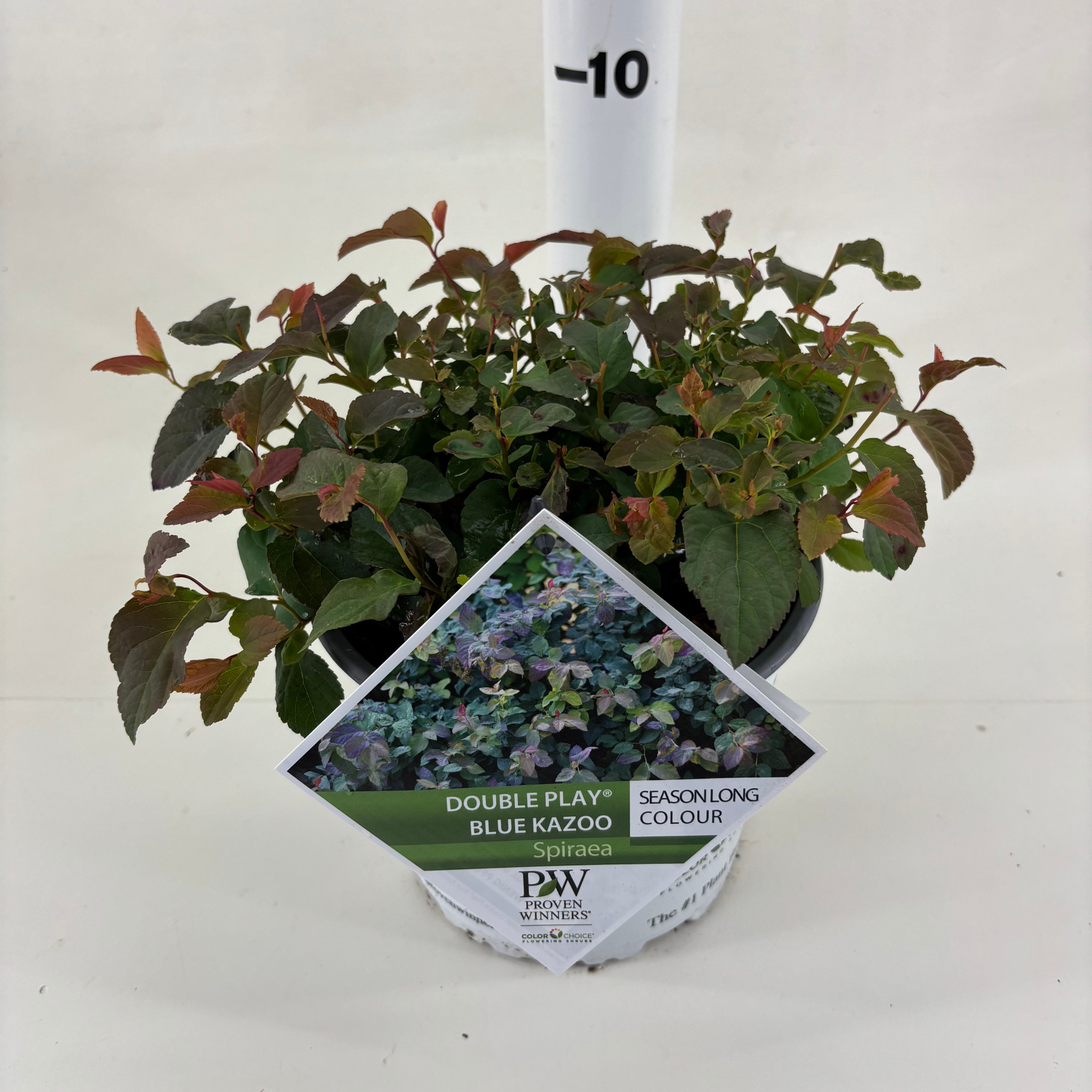 Spiraea Double Play ® Blue Kazoo, D 19 cm