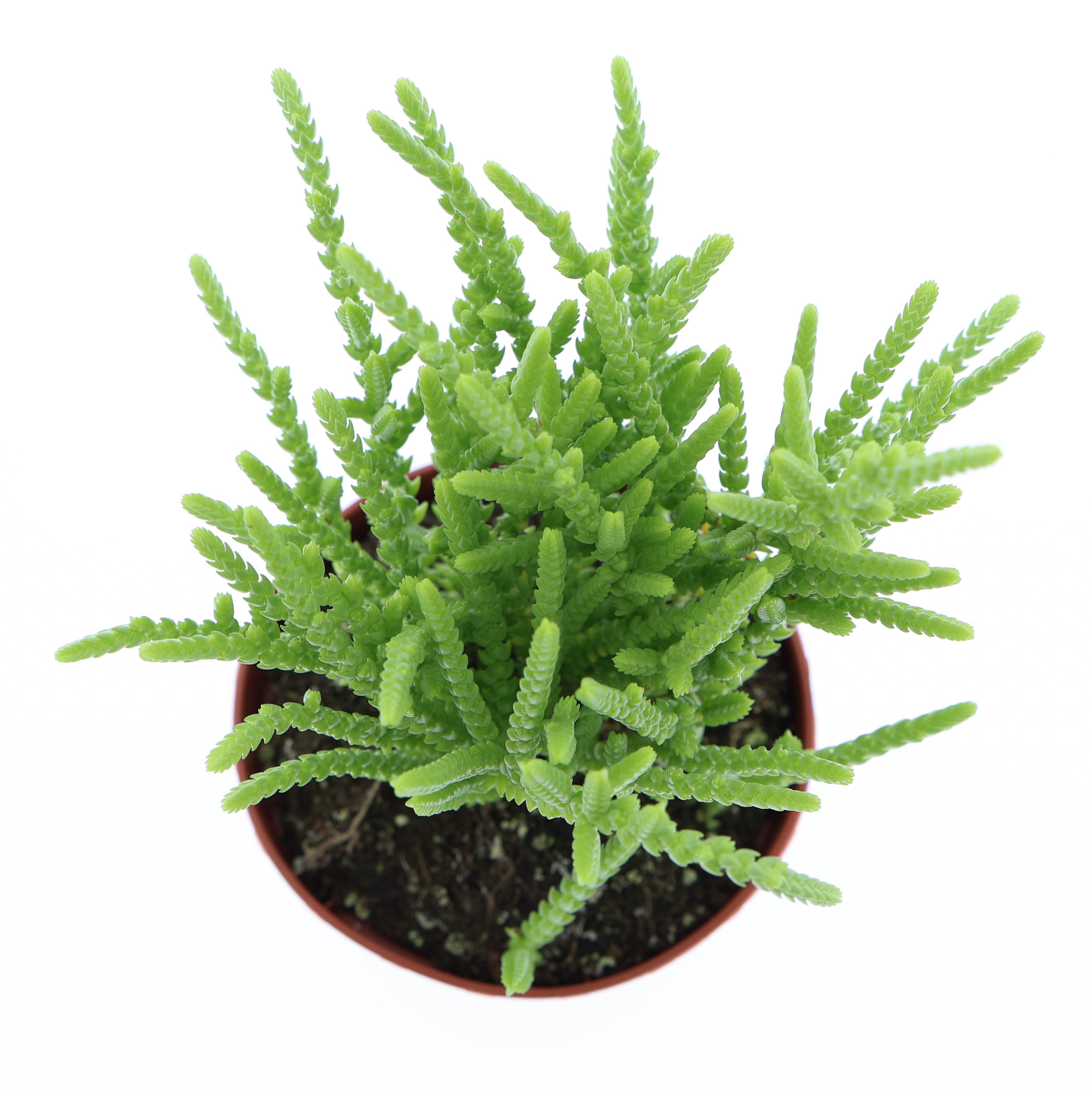 Crassula lucopoides, D 8,5 cm