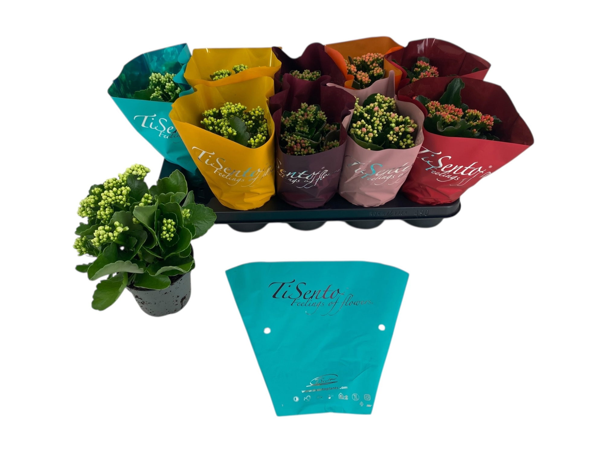 Pot 12 5 kl mix hoezen Week 42/43 Calandiva, D 12 cm