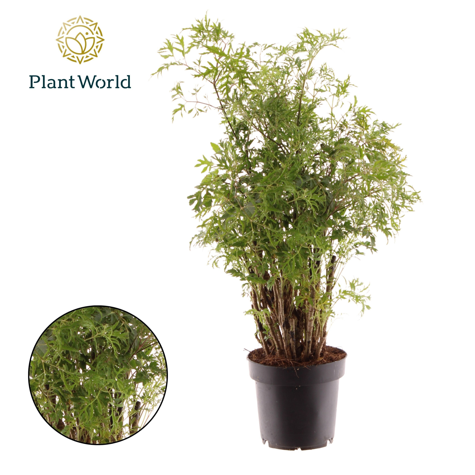 Polyscias Hawaiiana Ming, D 12