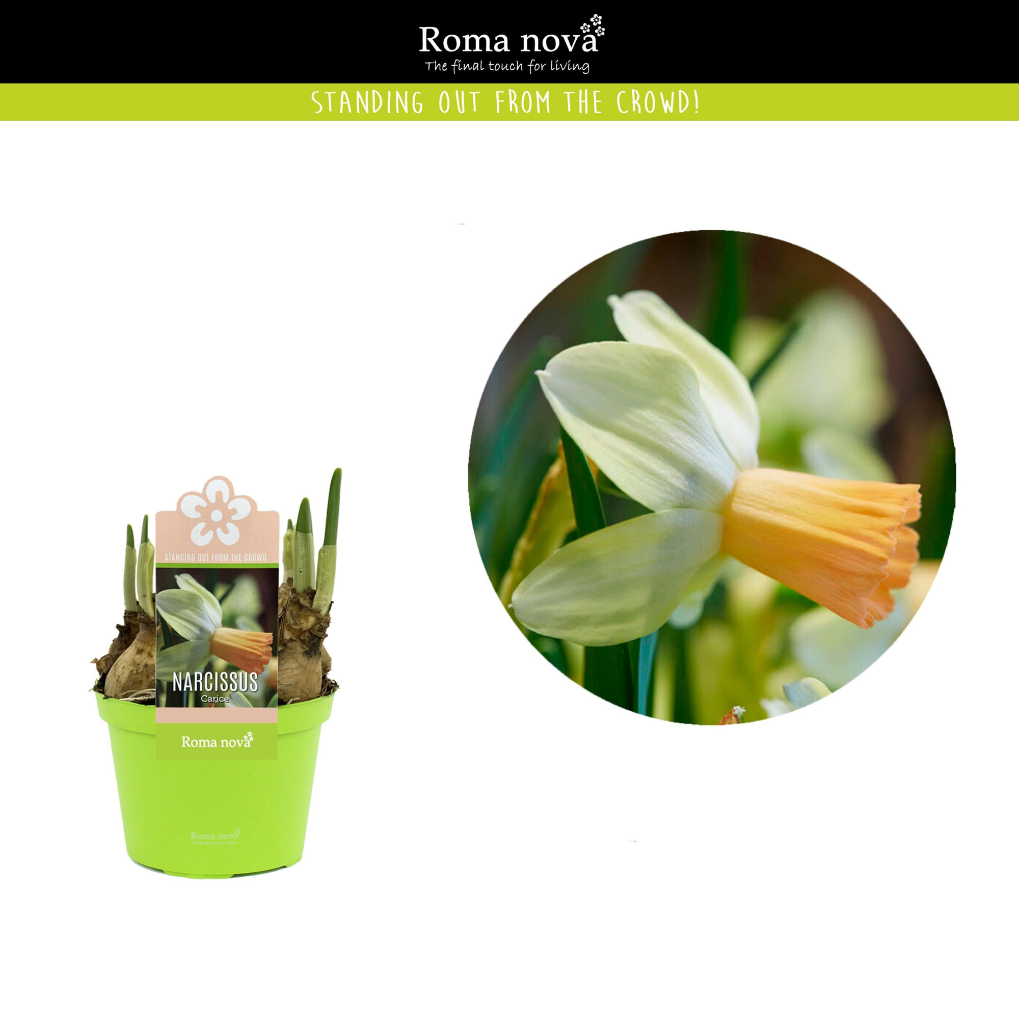 Narcissus Carice 12cm, D 12