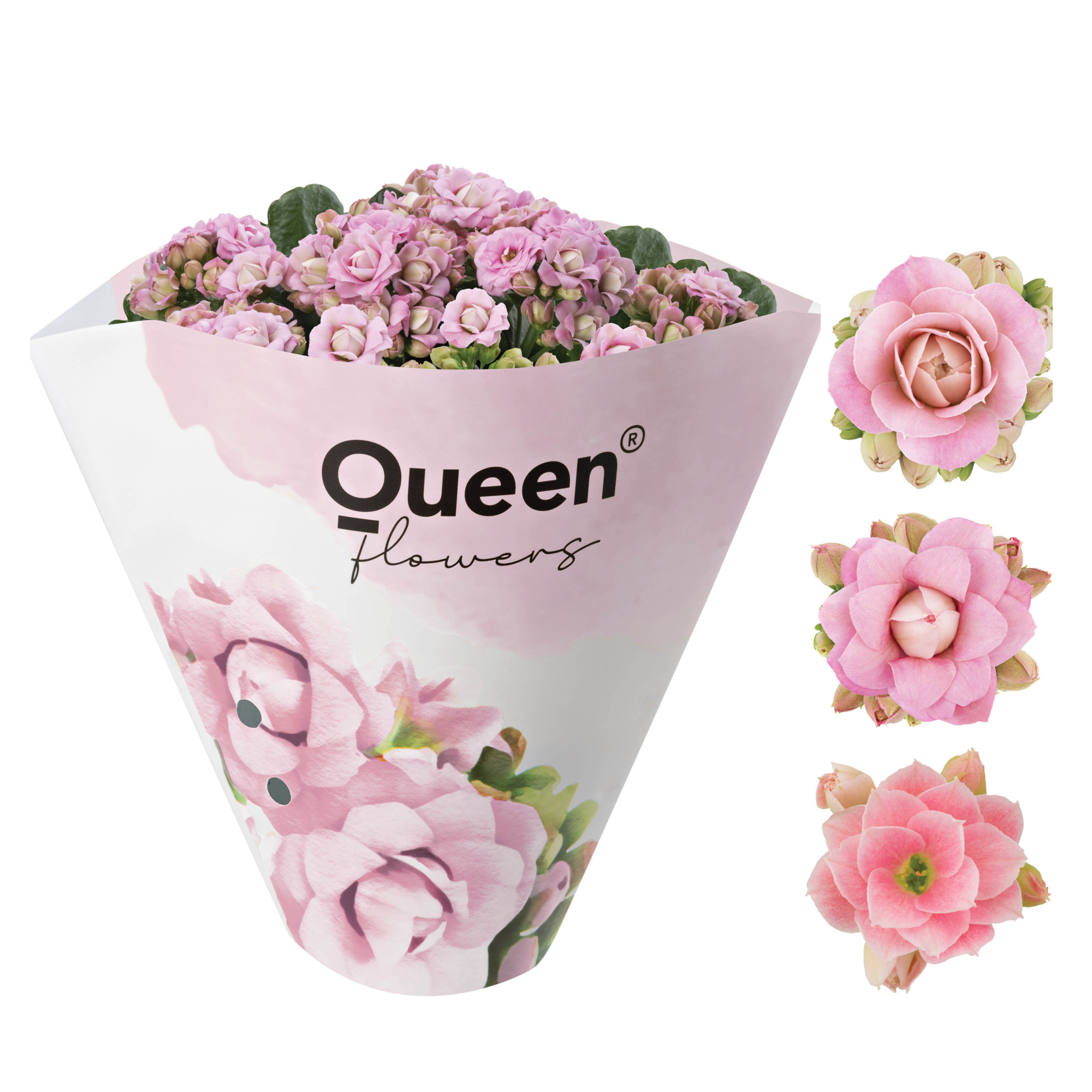 KALANCHOE ARTS-HYBRID 'ROSA ROSE FLOWER', D 11 cm