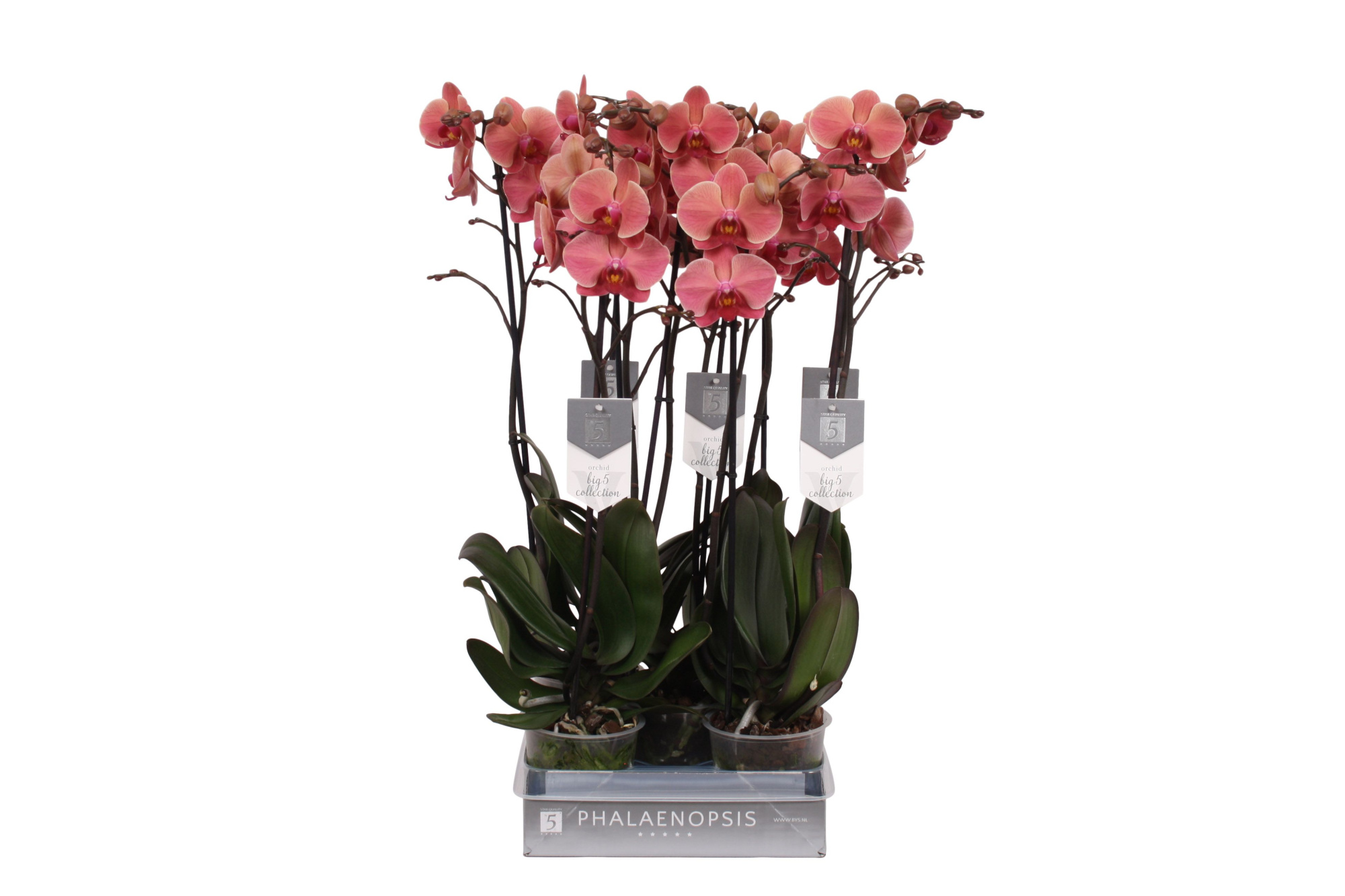 Phalaenopsis Narbonne, 2-spike 18+, D 12 cm