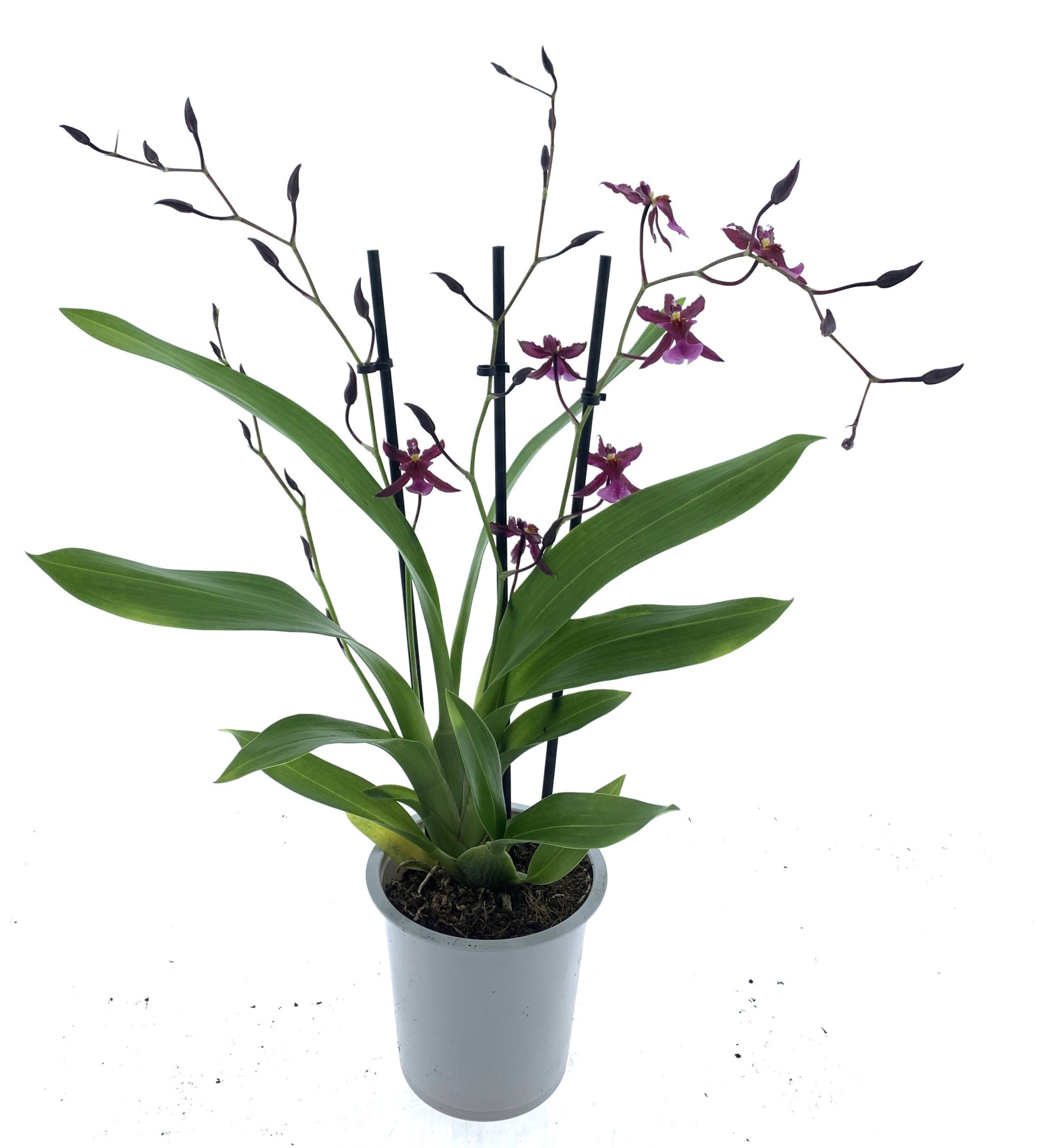 Katrina Zoch 3 tak, D 12 cm