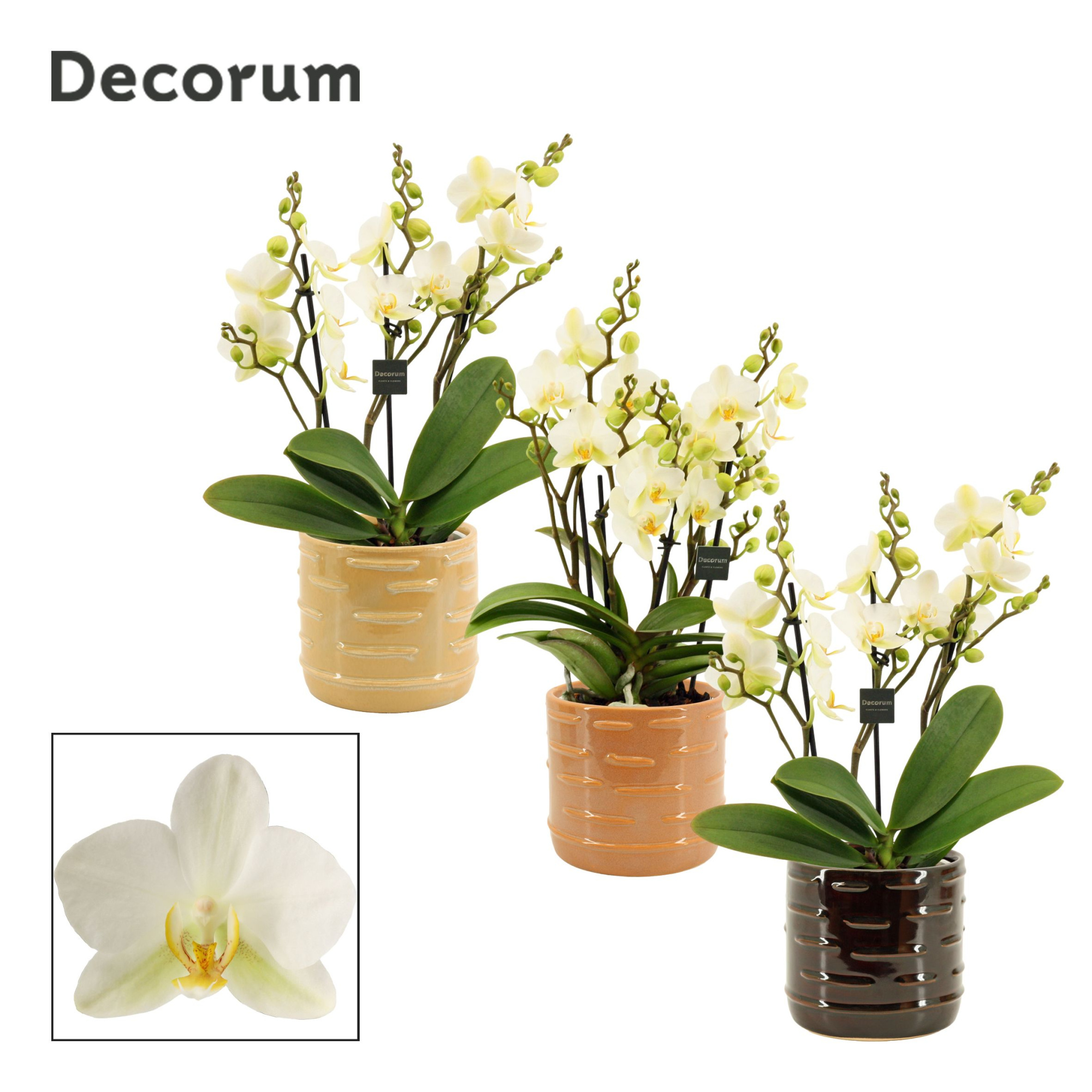 Phalaenopsis dazzling Lausanne 3-4 tak in Lois (Deco-collection), D 12 cm