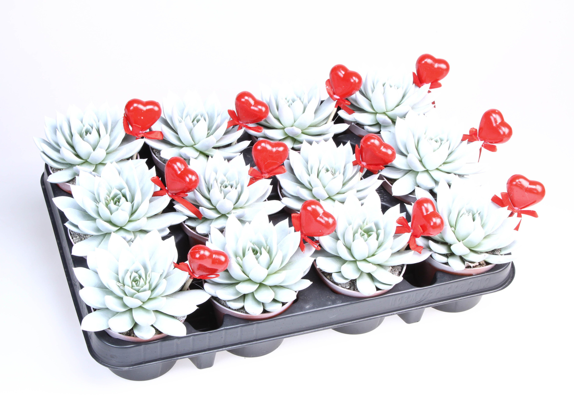 Miranda wit + hartje, D 8,5