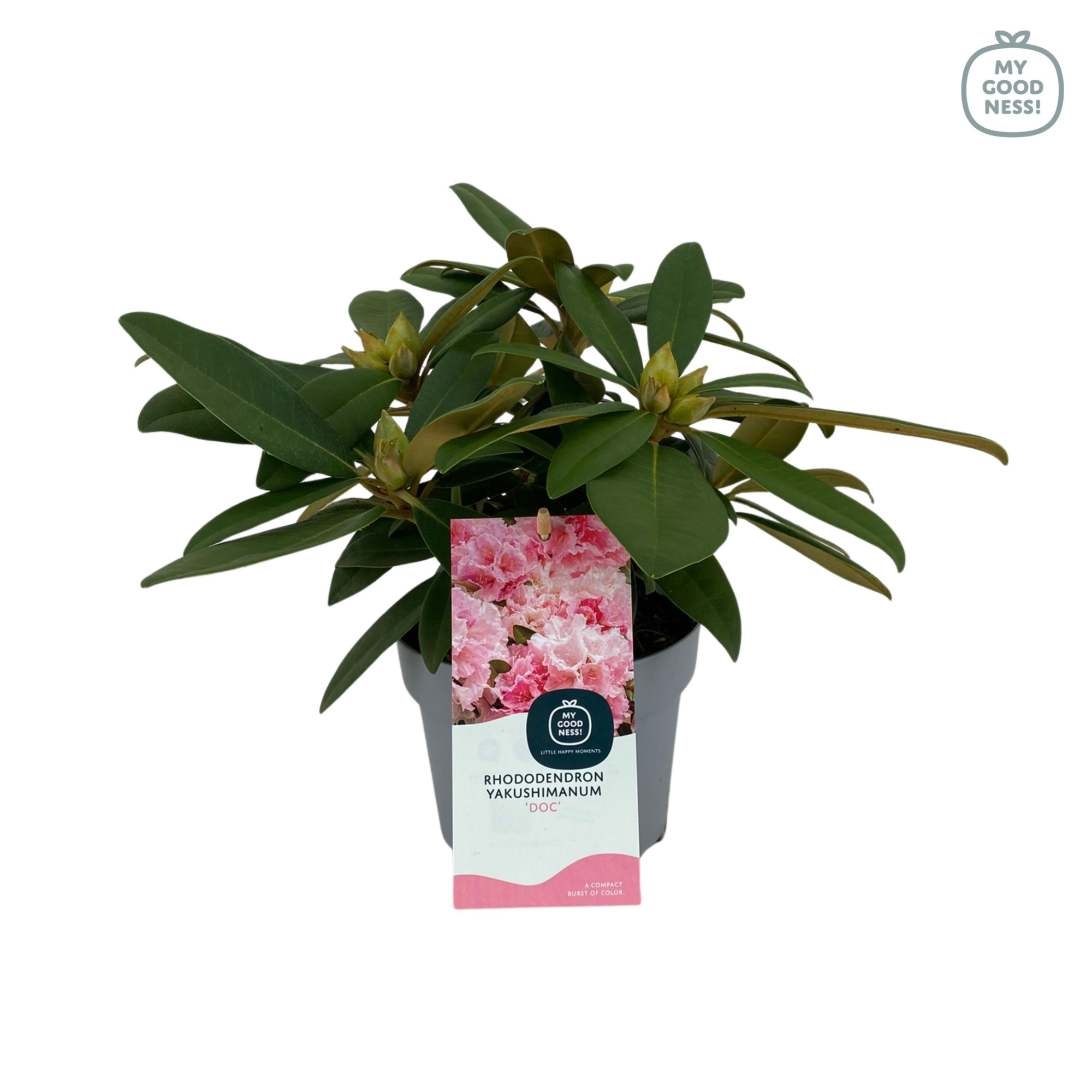 Rhododendron Yakushimanum 15-20 /1.5 liter 'Doc', D 15