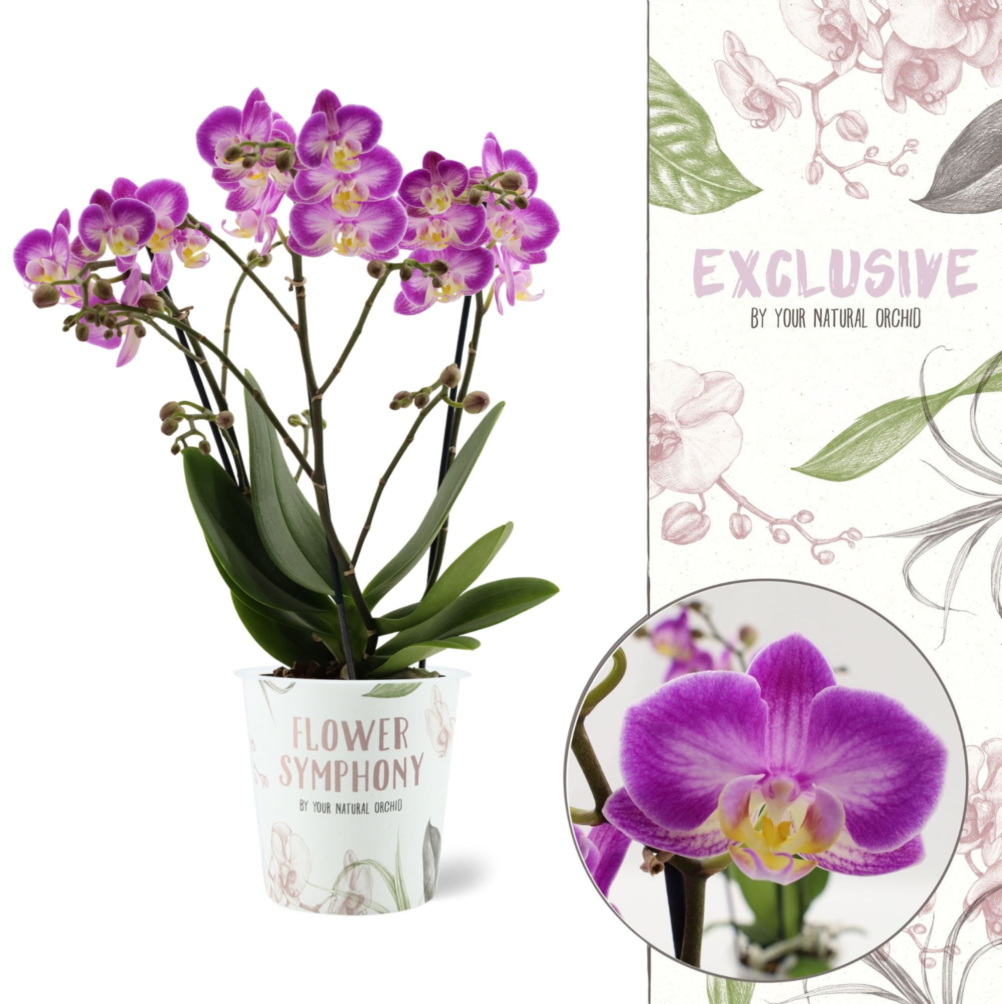 Flower Symphony | Sunca Pula | Phalaenopsis 3 spike, D 12