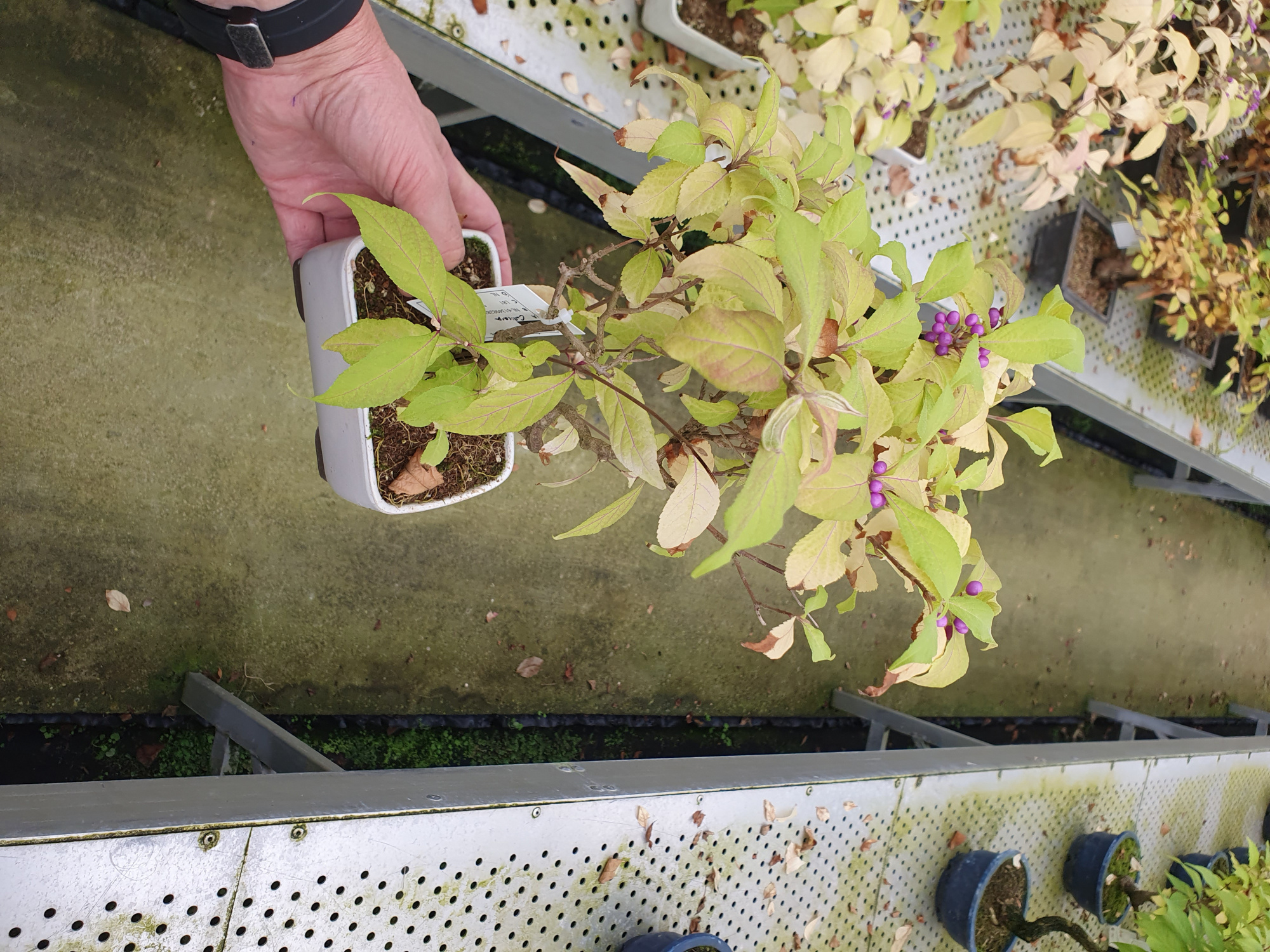 Callicarpa japonica, 14cm, D 14 cm