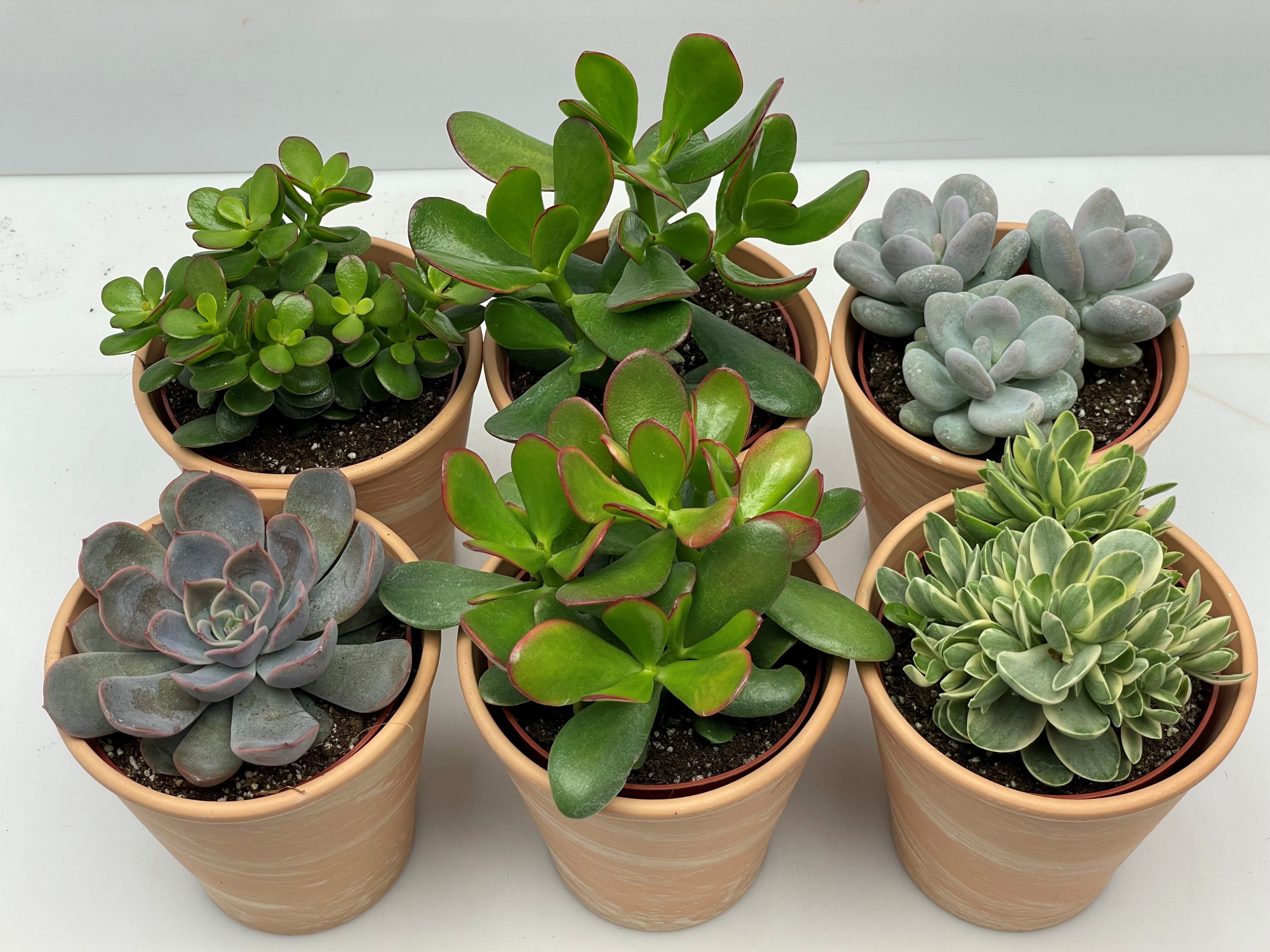 178 Marmerpot succulent 10,5 cm, D 11