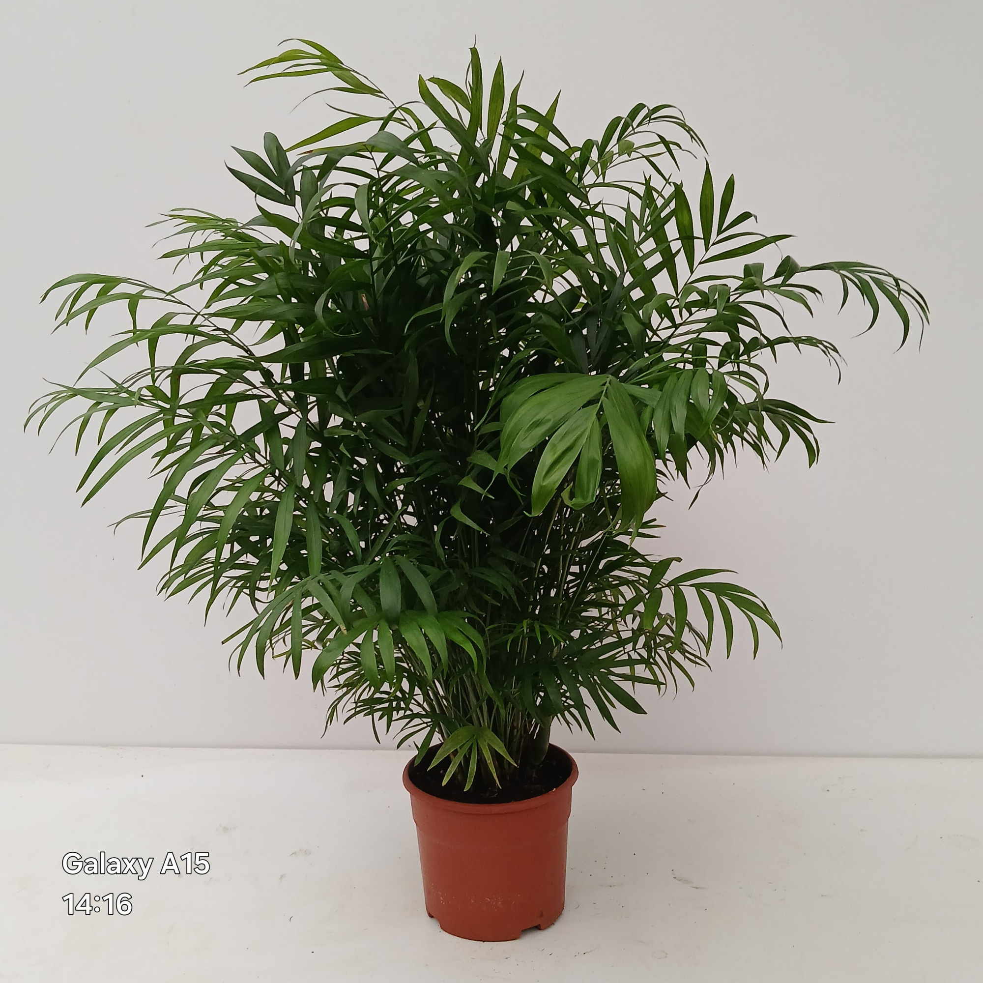 CHAMAEDOREA ELEGANS, D 21 cm