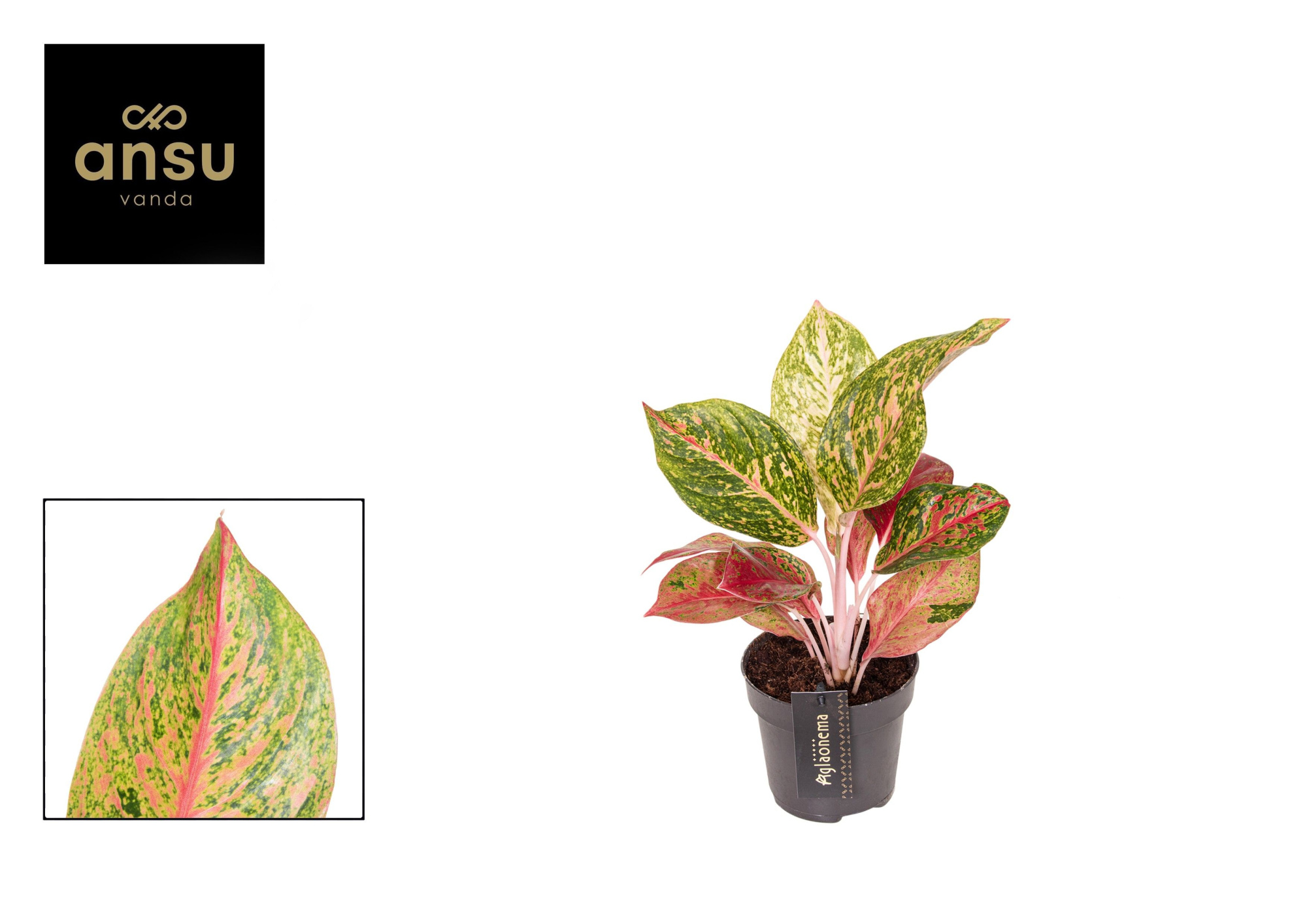 Aglaonema Samba Red, D 12 cm