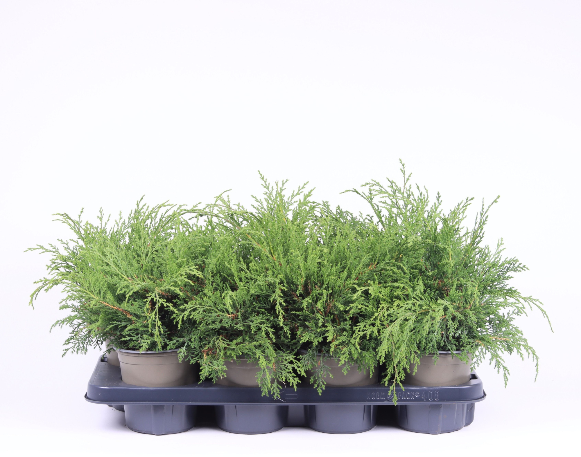 Microbiota decussata, D 13