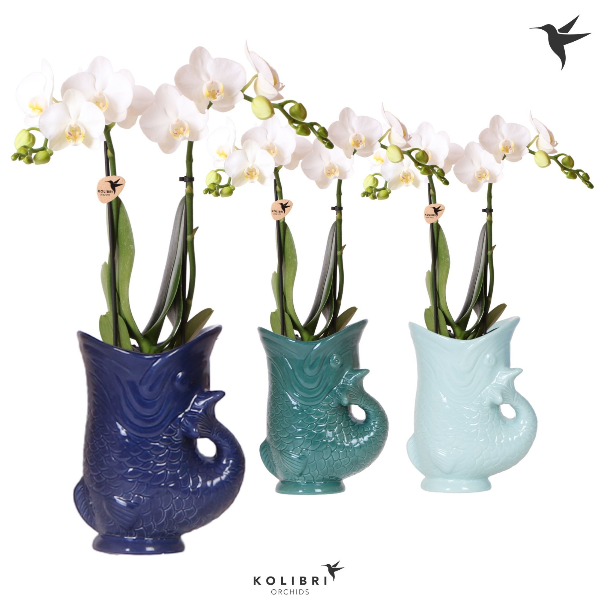 Kolibri Orchids Phalaenopsis white 2 spike in Fish pot blue mix, D 9 cm