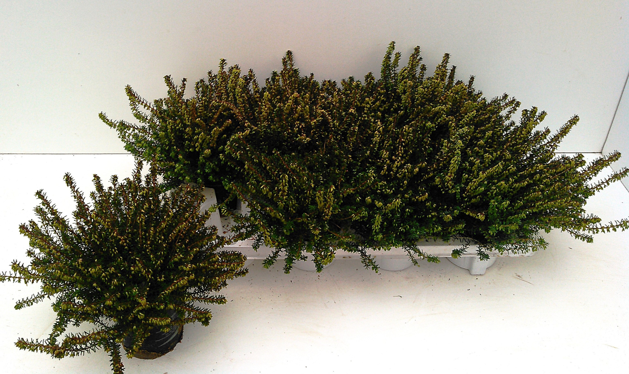 Erica Darleyensis Spring Surprise Mix (rot, rosa,weiss), D 11 cm