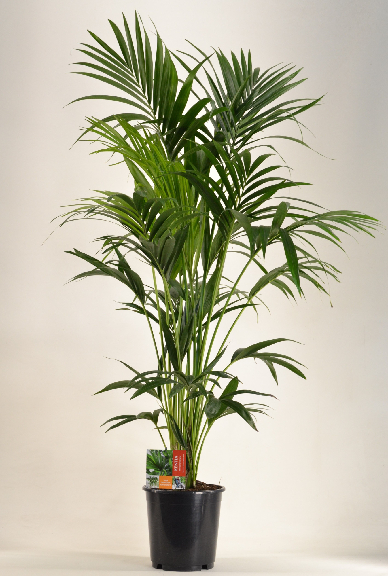 KENTIA - P24 H150 - 6PP (Howea forsteriana), D 24