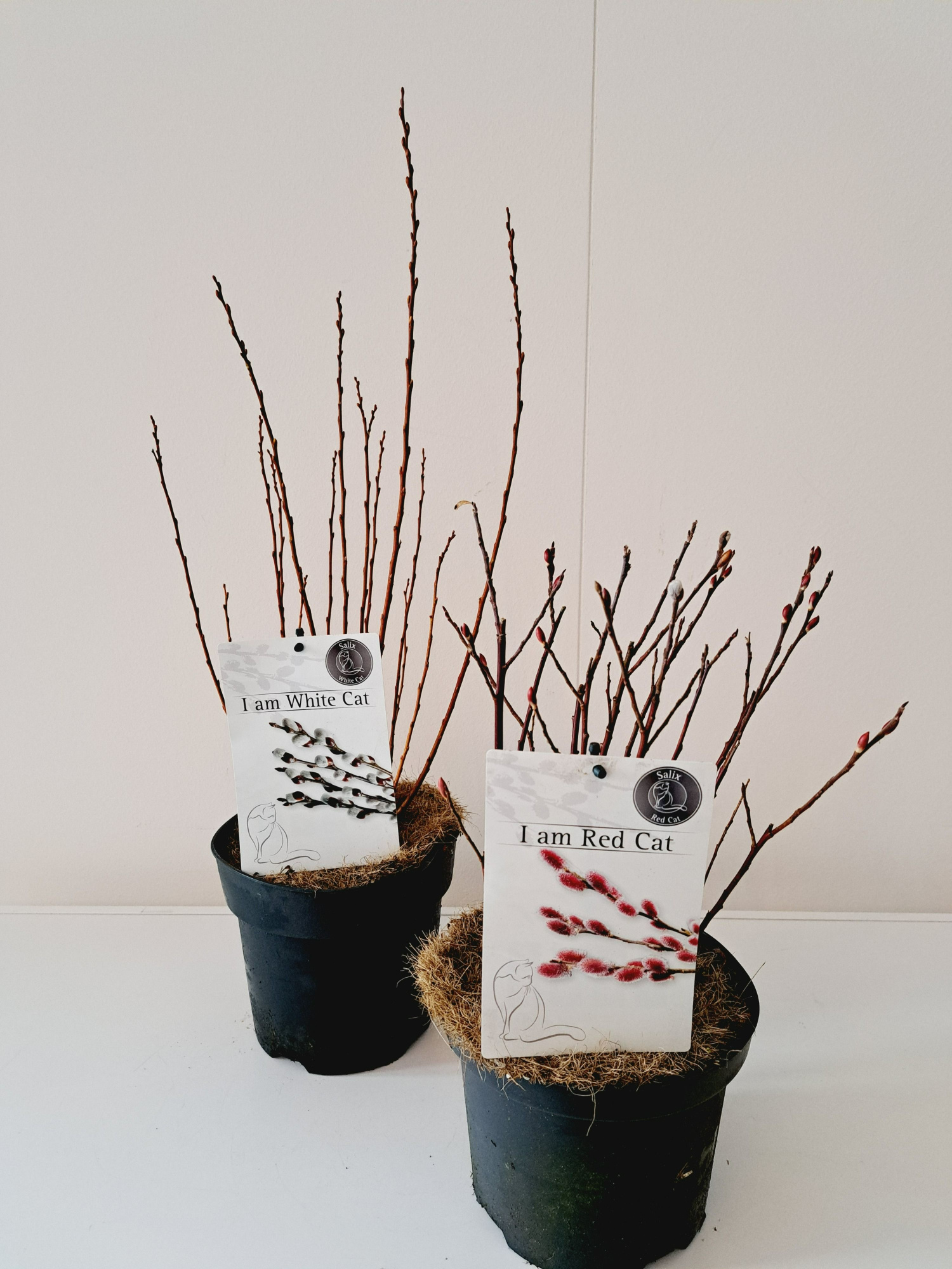 Salix mix p17 Mount Aso/Subopposita, D 17