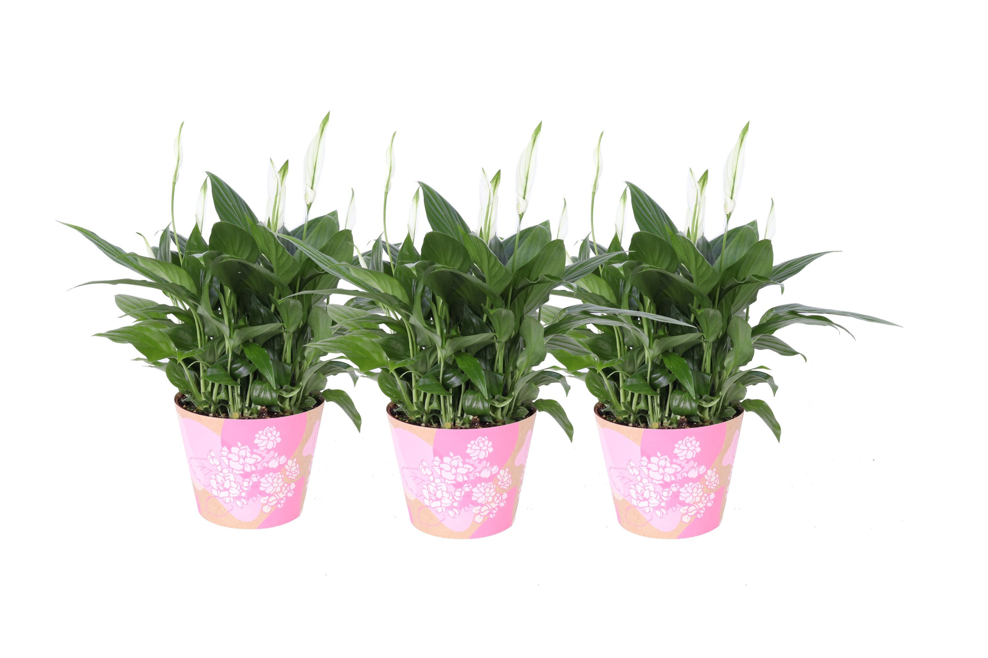 KP-849.6 RZ - Spathiphyllum in waterdichte roze smartcup, D 15 cm