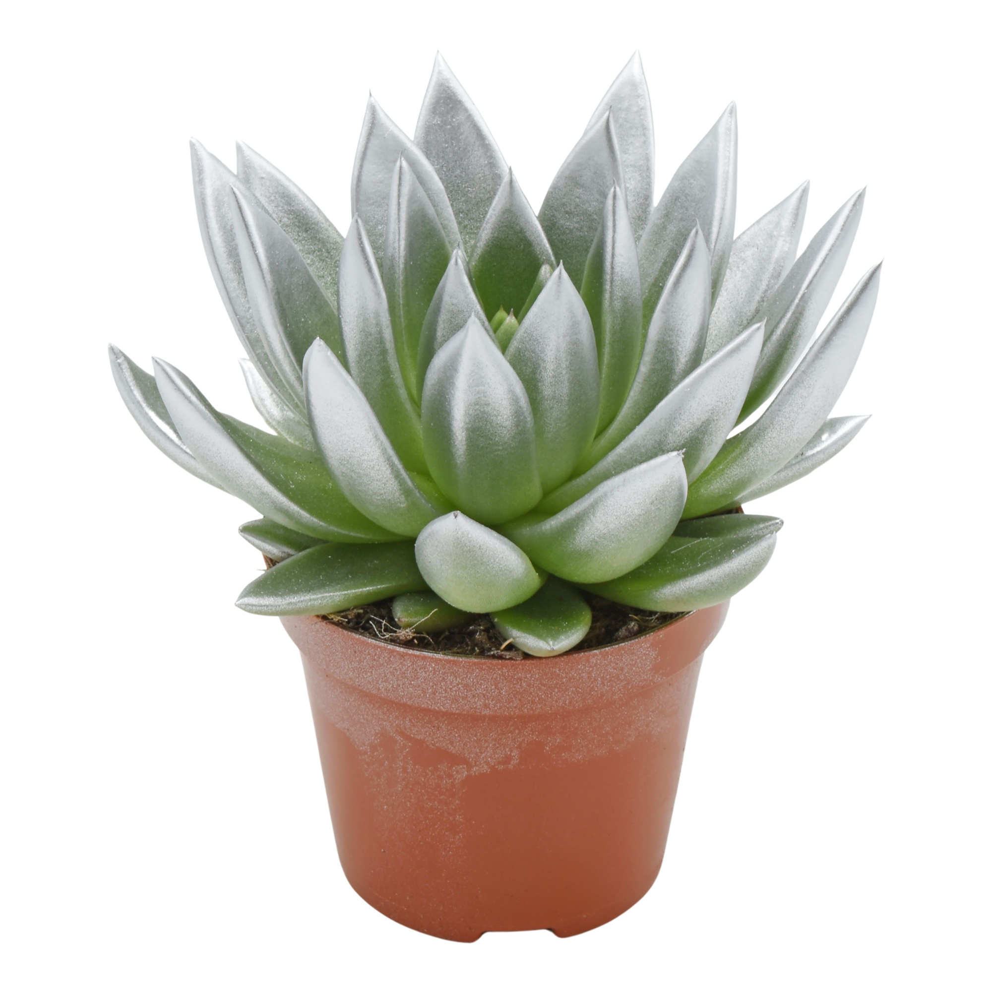 Miranda coloured festival silver, D 12