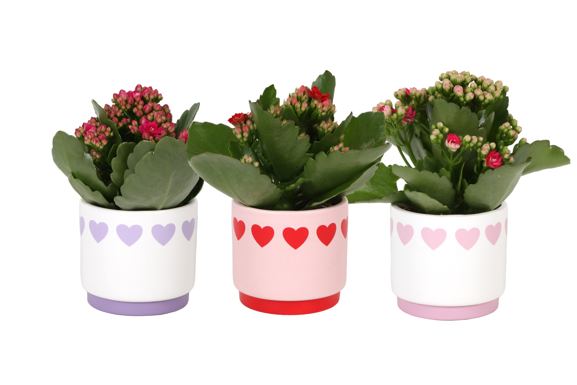 KP-867.1 - Kalanchoe Rosalina 7cm in hartjespot, D 7 cm