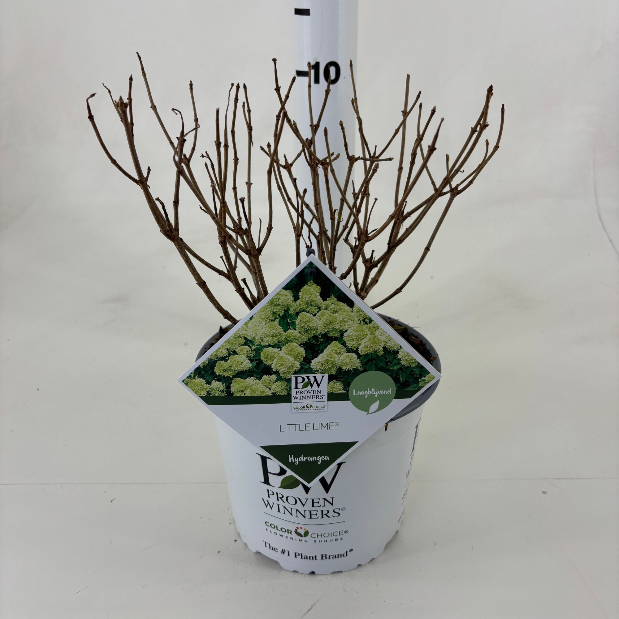 Hydrangea paniculata 'Jane' Little Lime ®, D 19