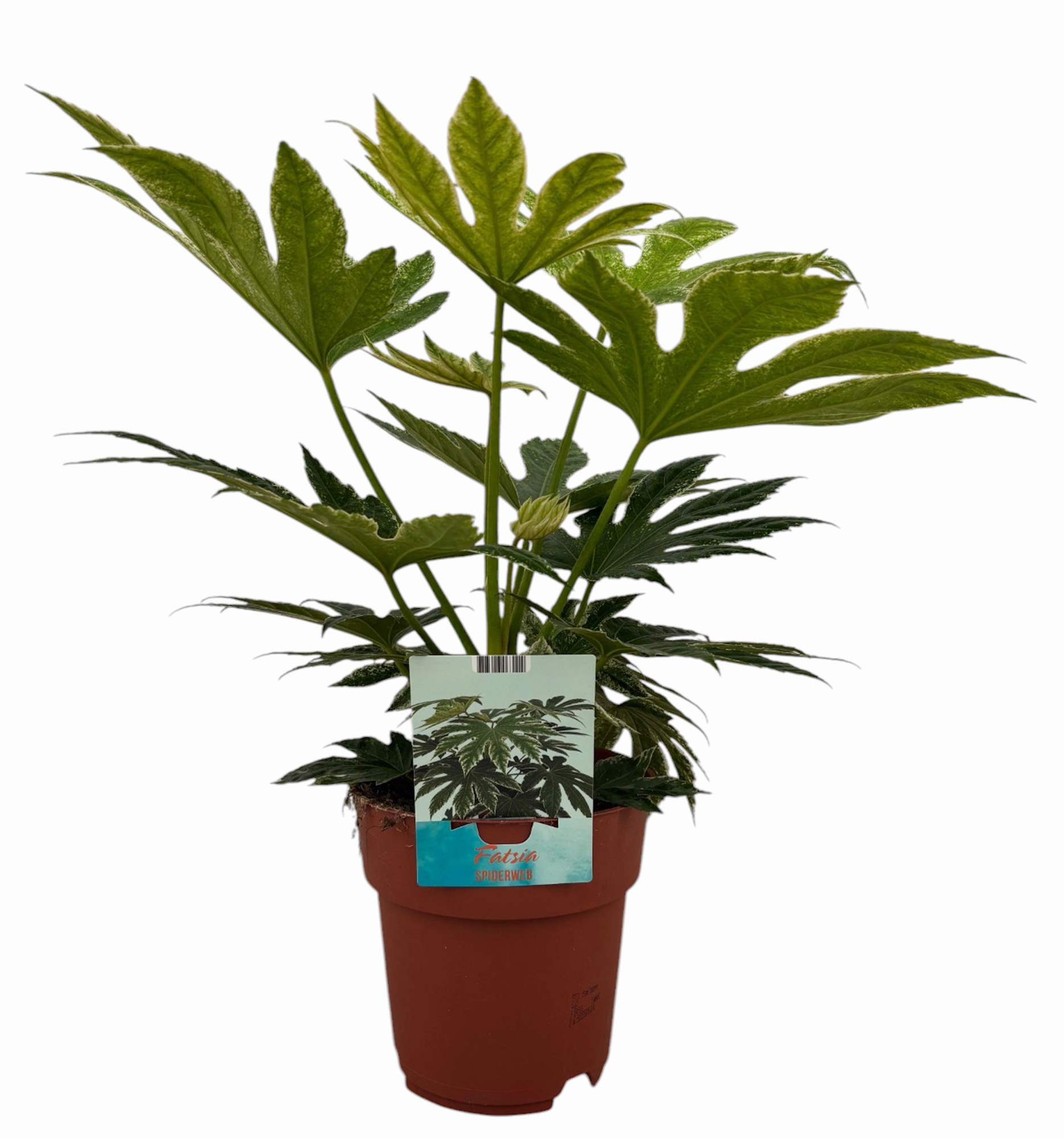 Fatsia Spiderweb, D 19 cm