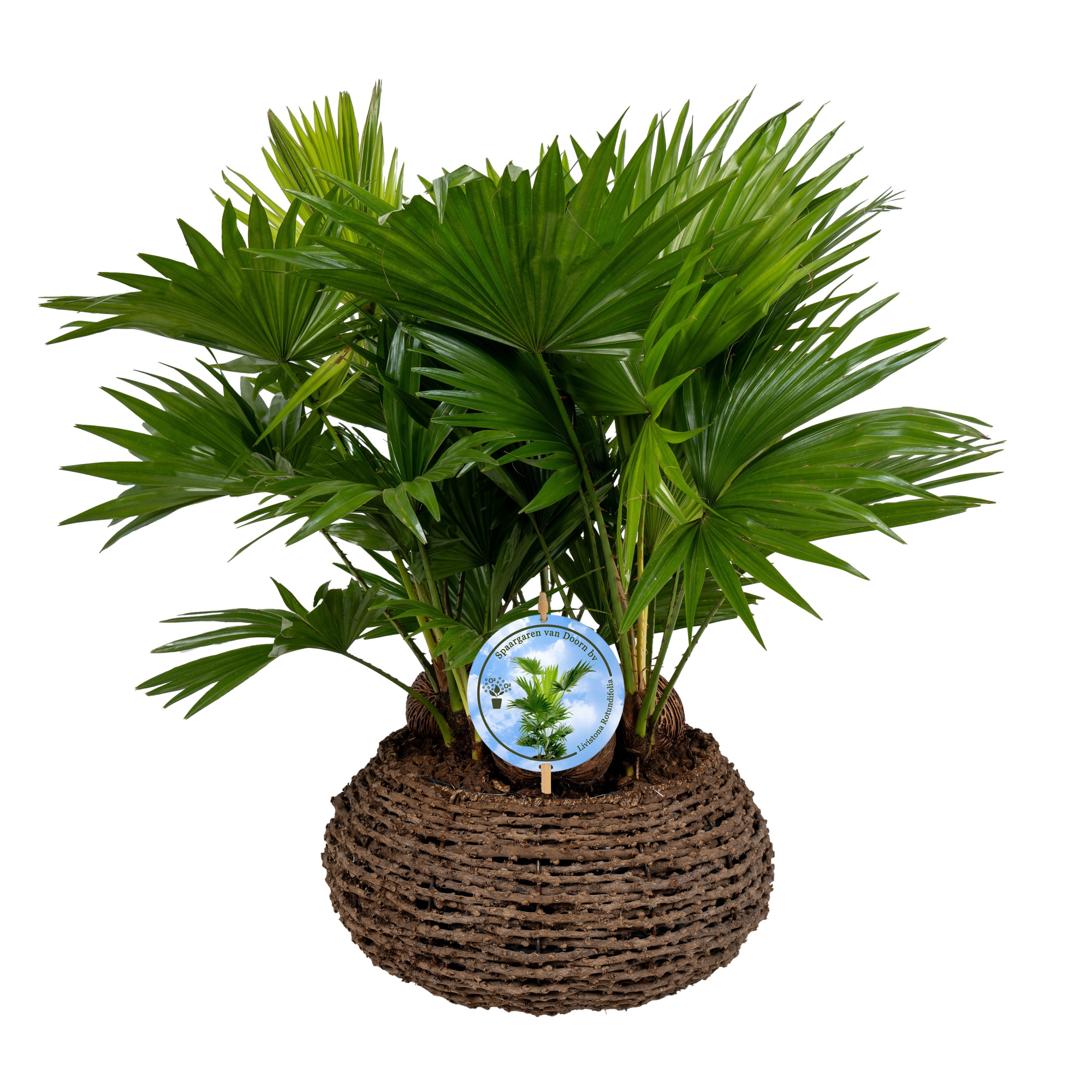 Livistona in caryota mand Lucht Zuiverend ASPD etiket, D 35