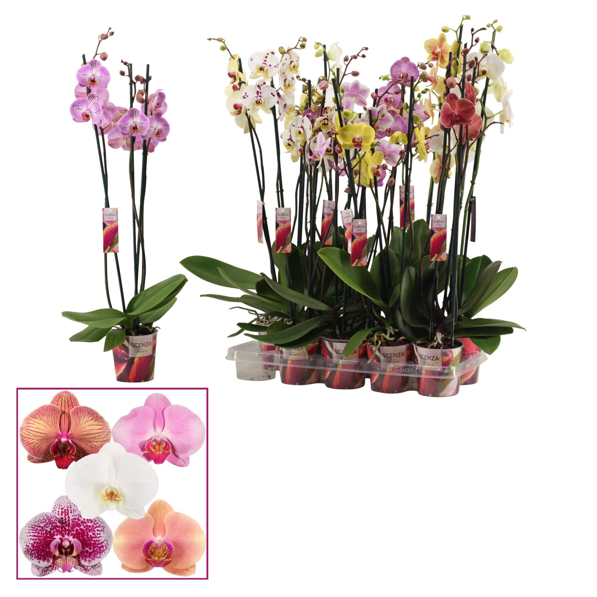 Phalaenopsis 3 tak mix lang (Scenza), D 12
