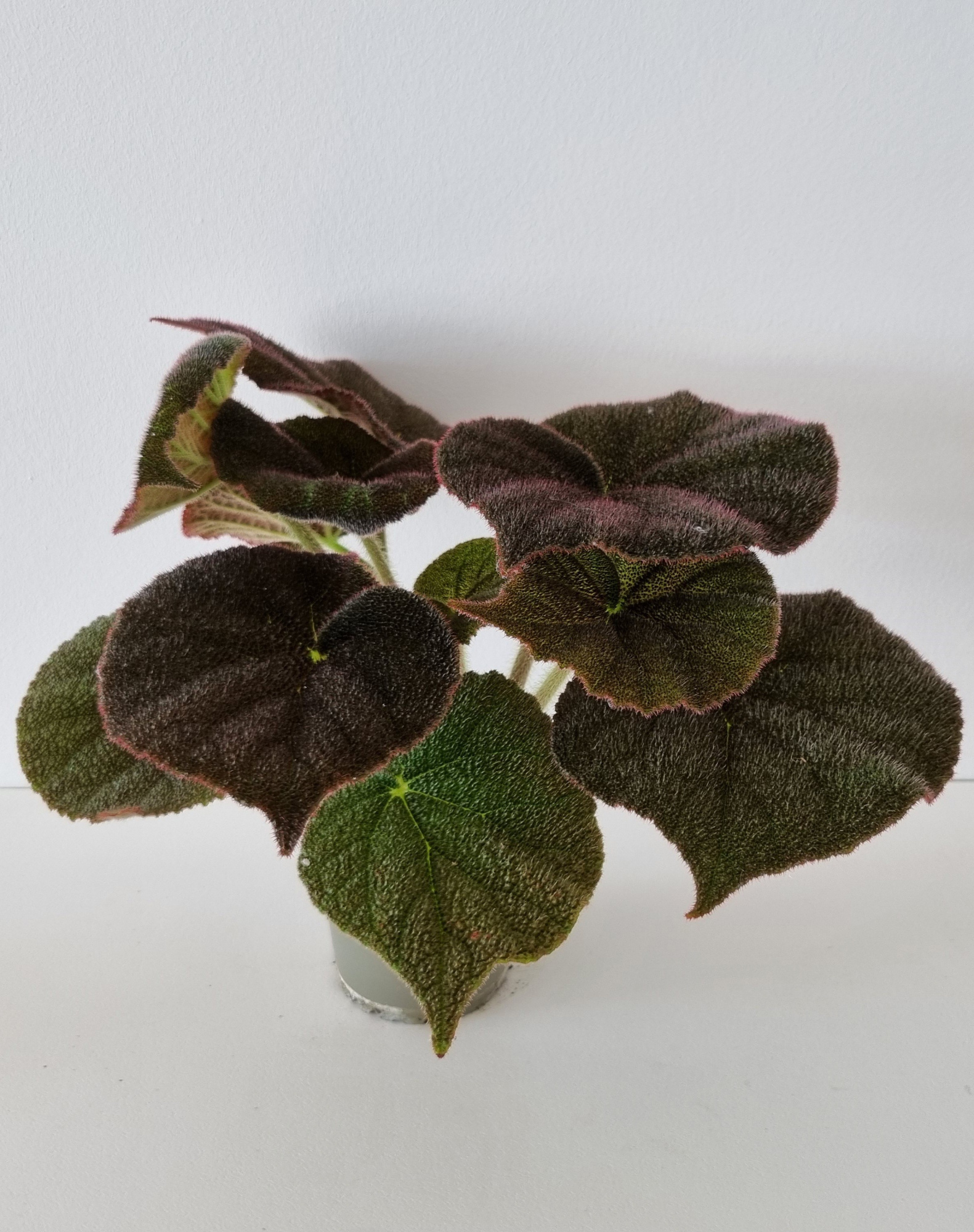 BEGONIA MASONIANA 'RIVER', D 12 cm
