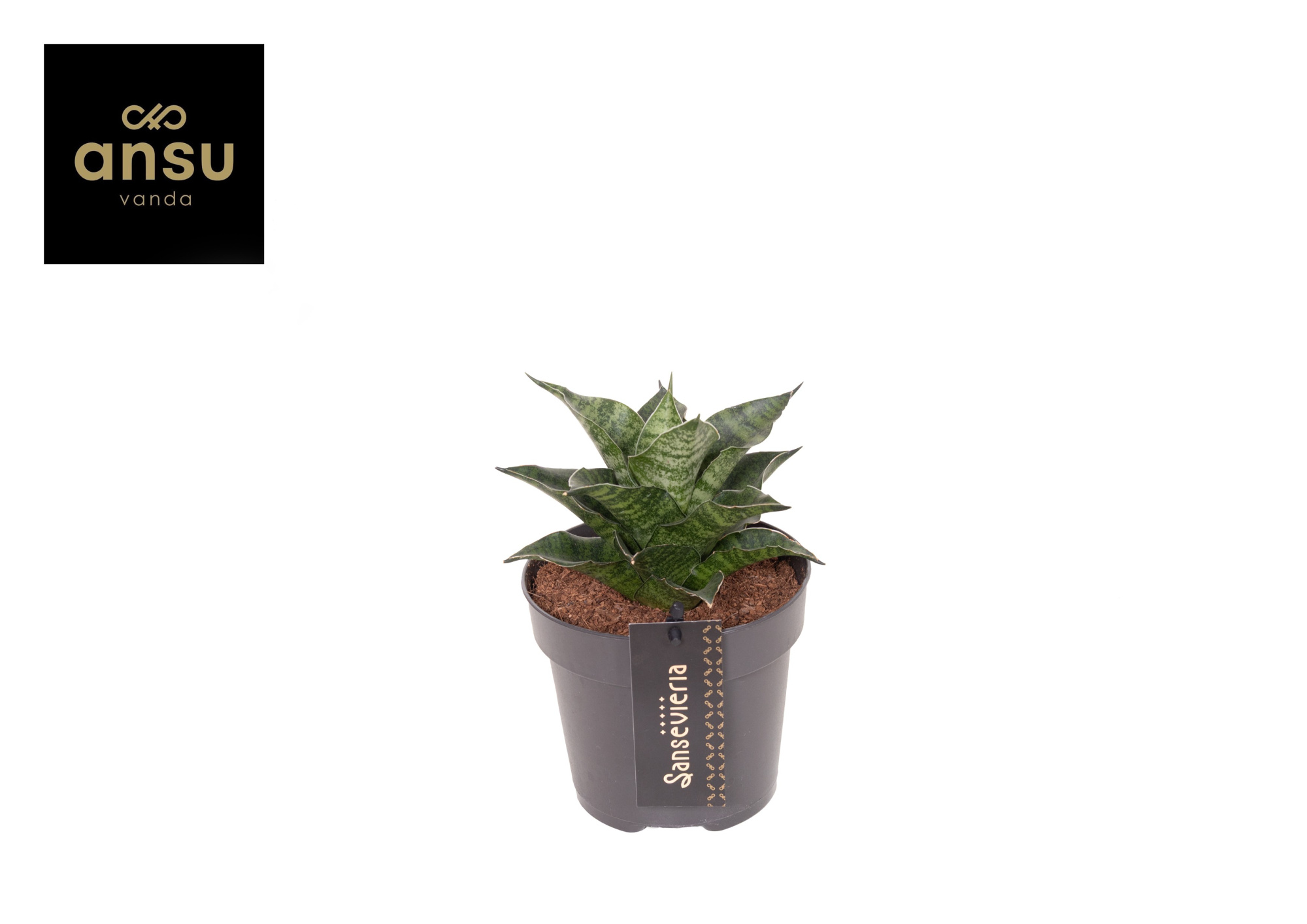Sansevieria Star Mini Marble No. 1, D 12 cm