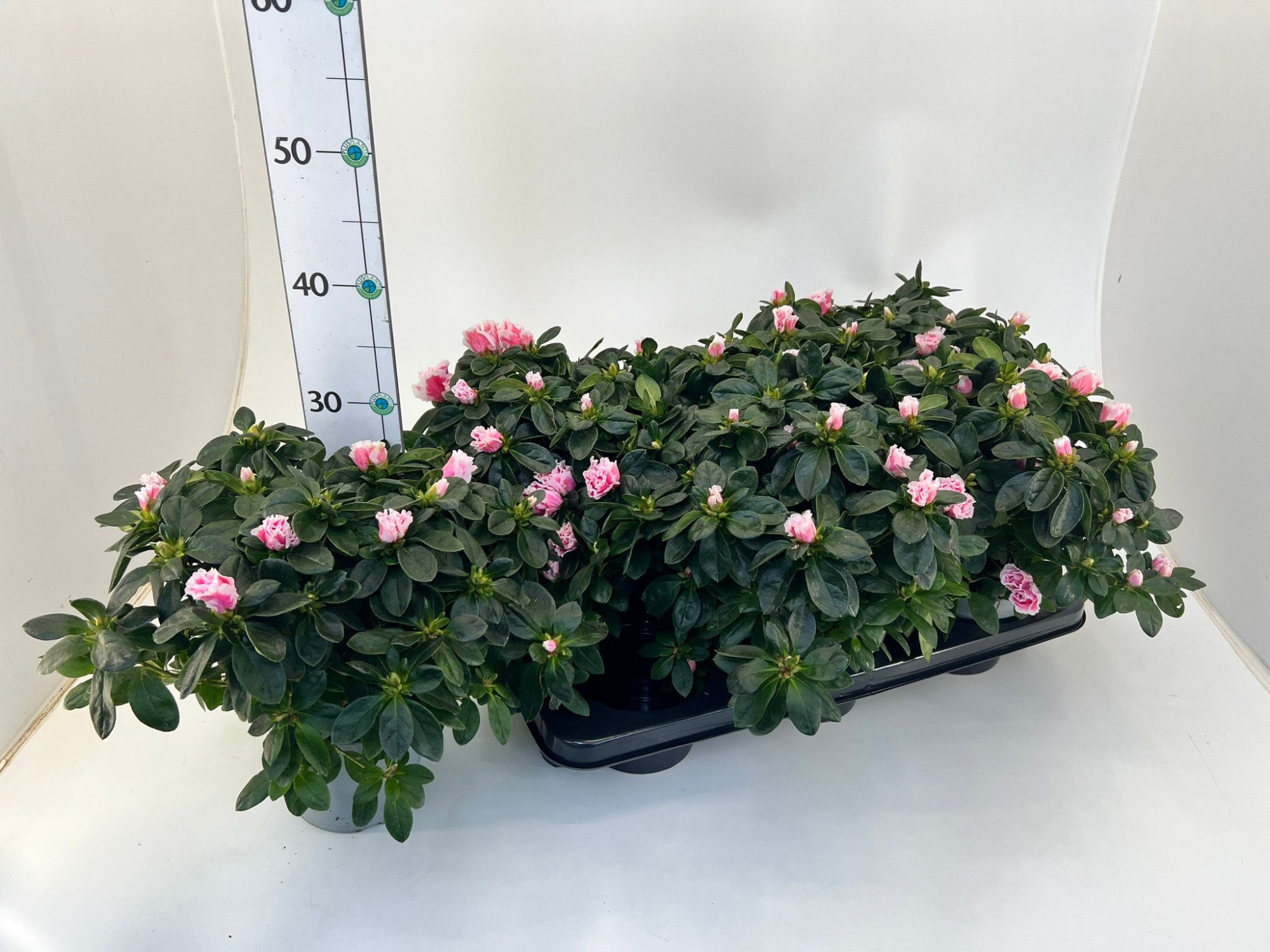 Rhododendron simsii T14 ⌀25-27 light pink/ white, D 14