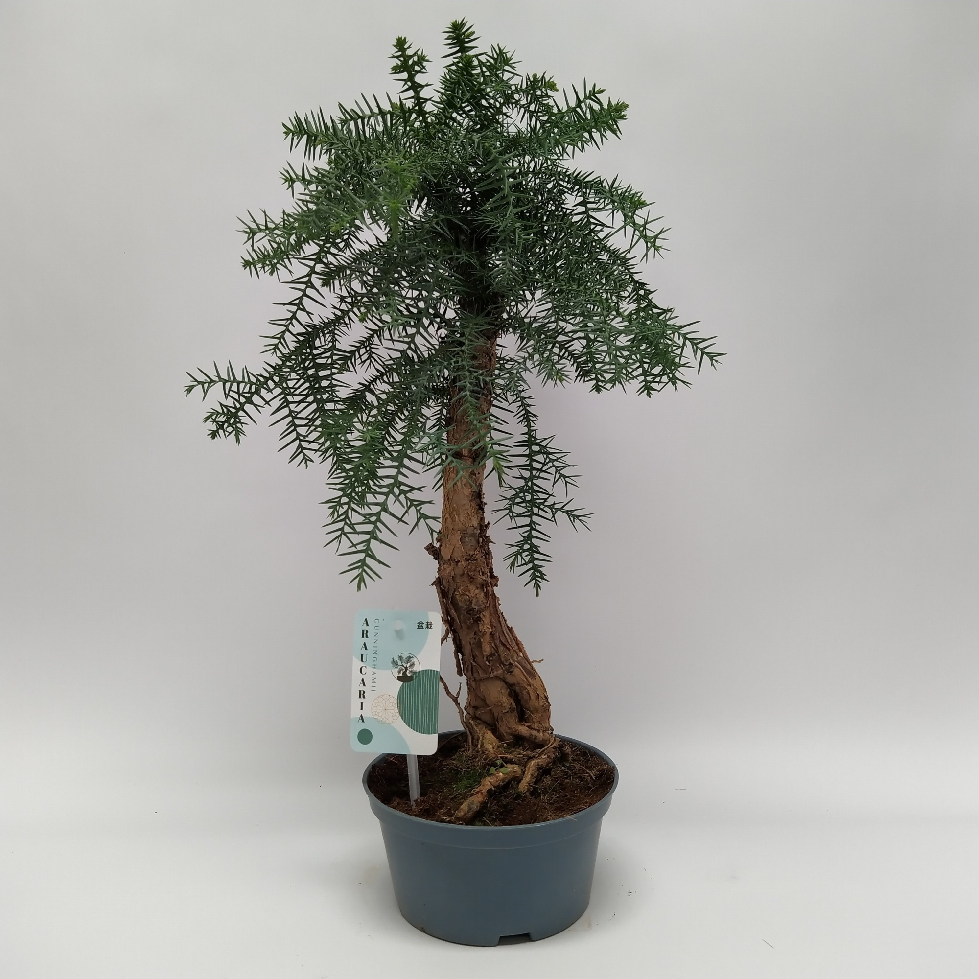 Araucaria Cunninghamii Bonsai teeltpot 16 cm, D 16 cm