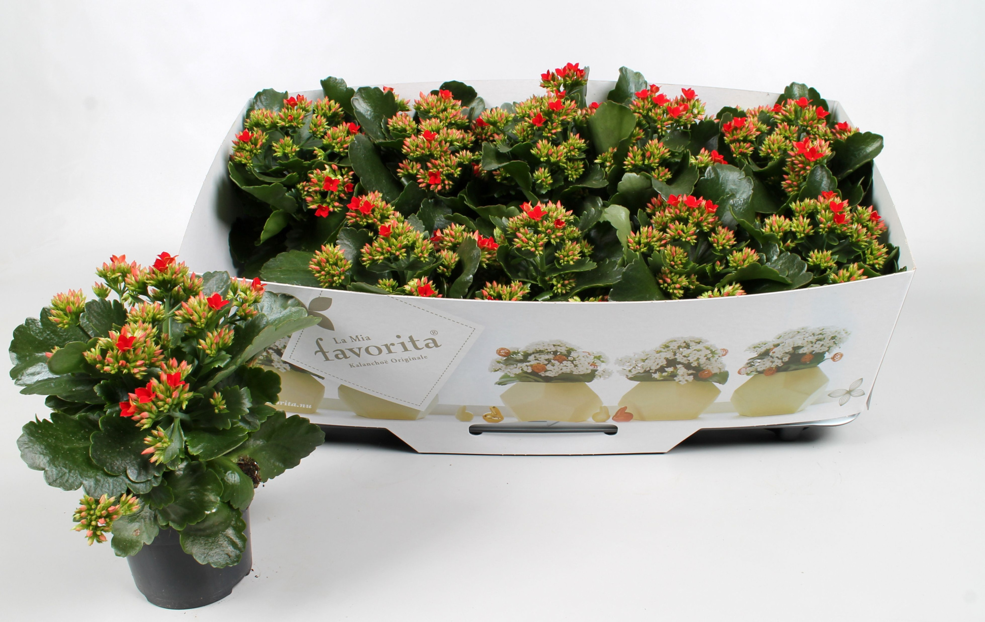 Kalanchoe favorita red instyle + collar, D 10,5