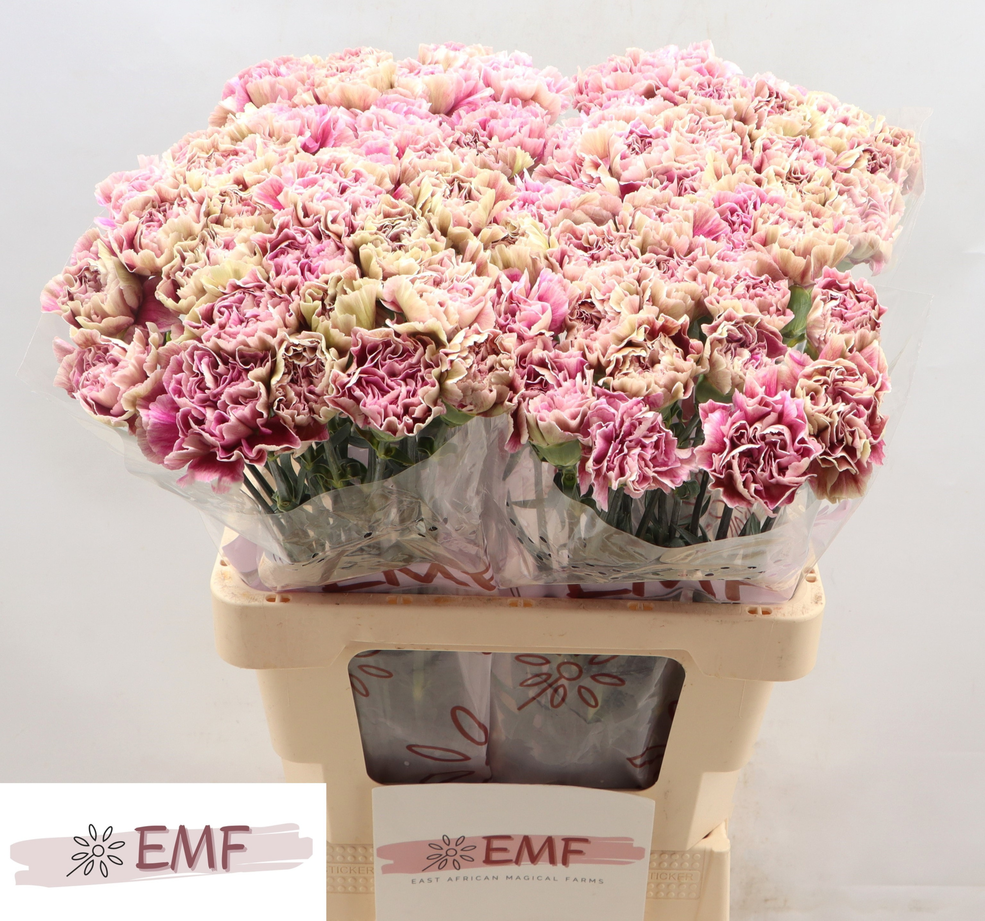 Диантус од. Антигуа, шт.