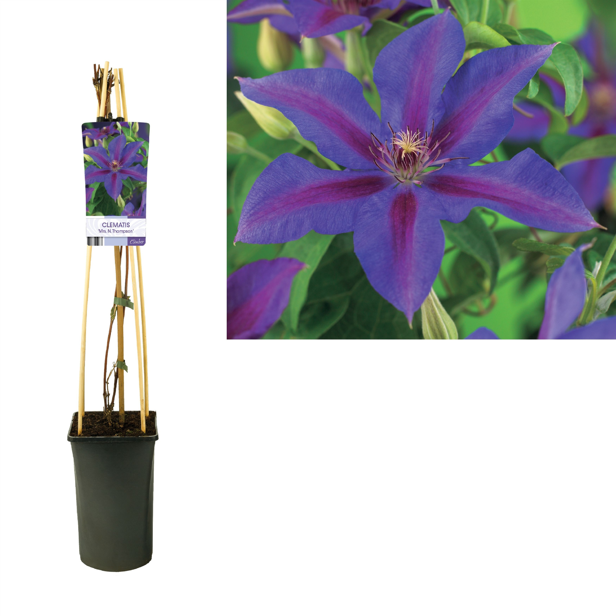 Clematis 'Mrs. N. Thompson' +light label, D 17 cm